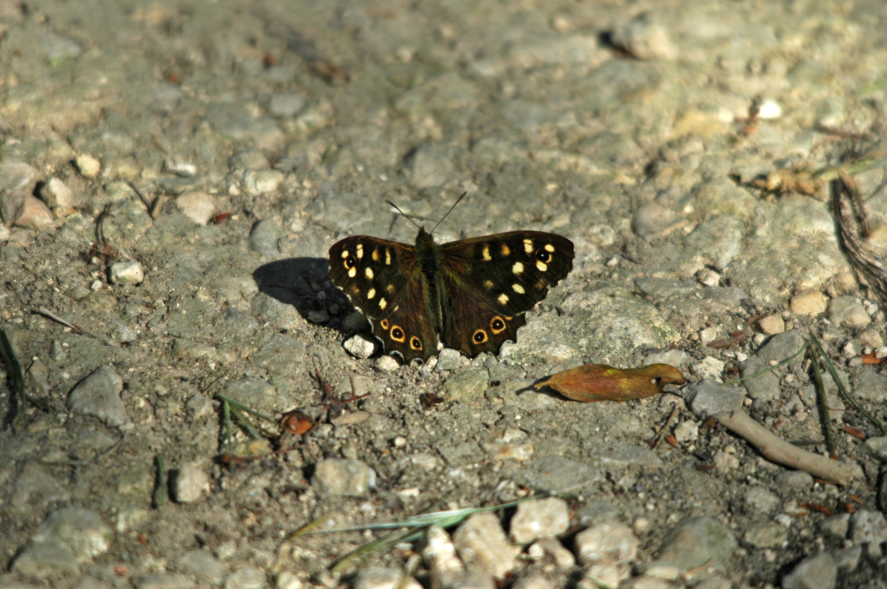 photos/wildlife/Invertebrate_Species/Butterflies/Speckled_Wood/DSC_6065.JPG