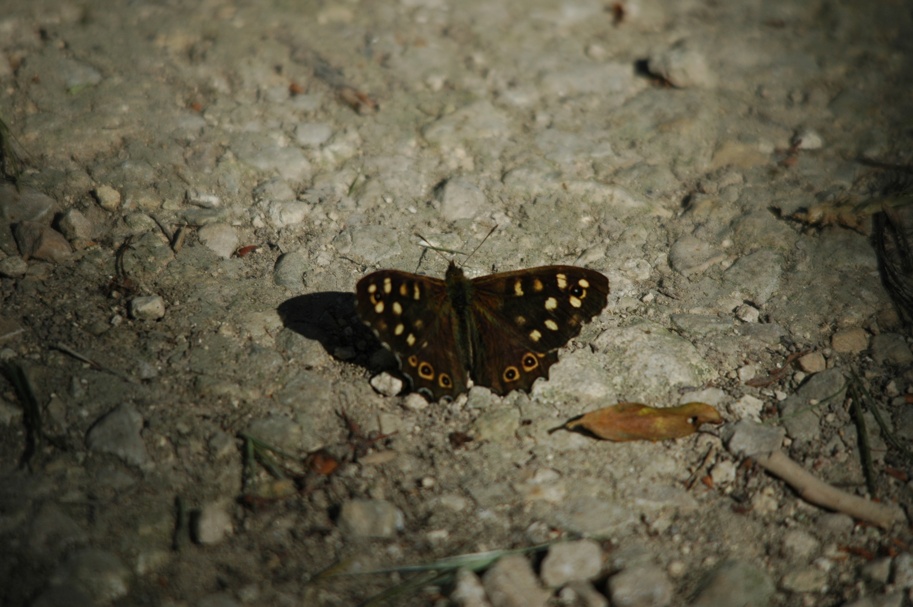 photos/wildlife/Invertebrate_Species/Butterflies/Speckled_Wood/DSC_6066.JPG