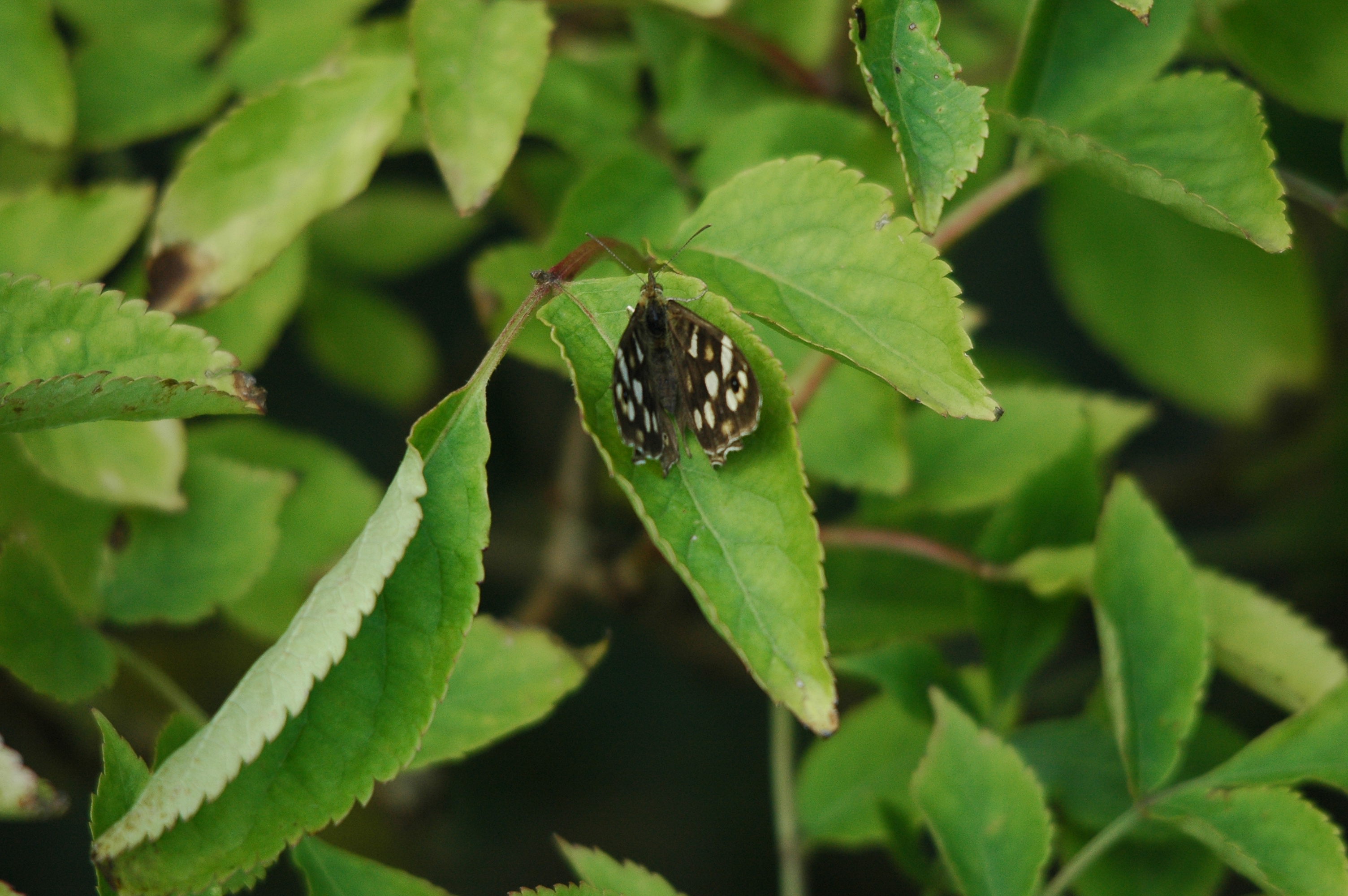 photos/wildlife/Invertebrate_Species/Butterflies/Speckled_Wood/dsc_3463.jpg