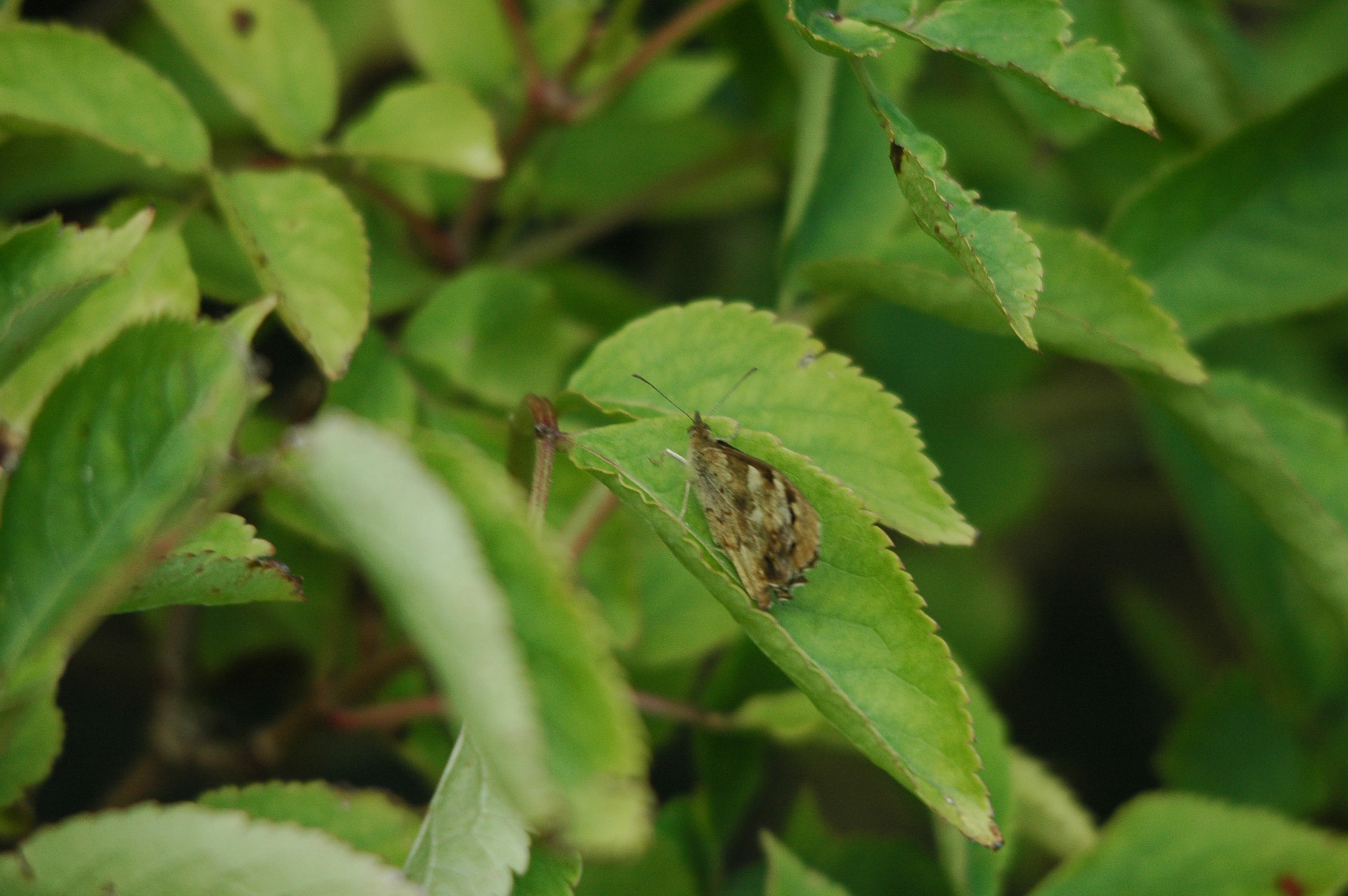 photos/wildlife/Invertebrate_Species/Butterflies/Speckled_Wood/dsc_3464.jpg