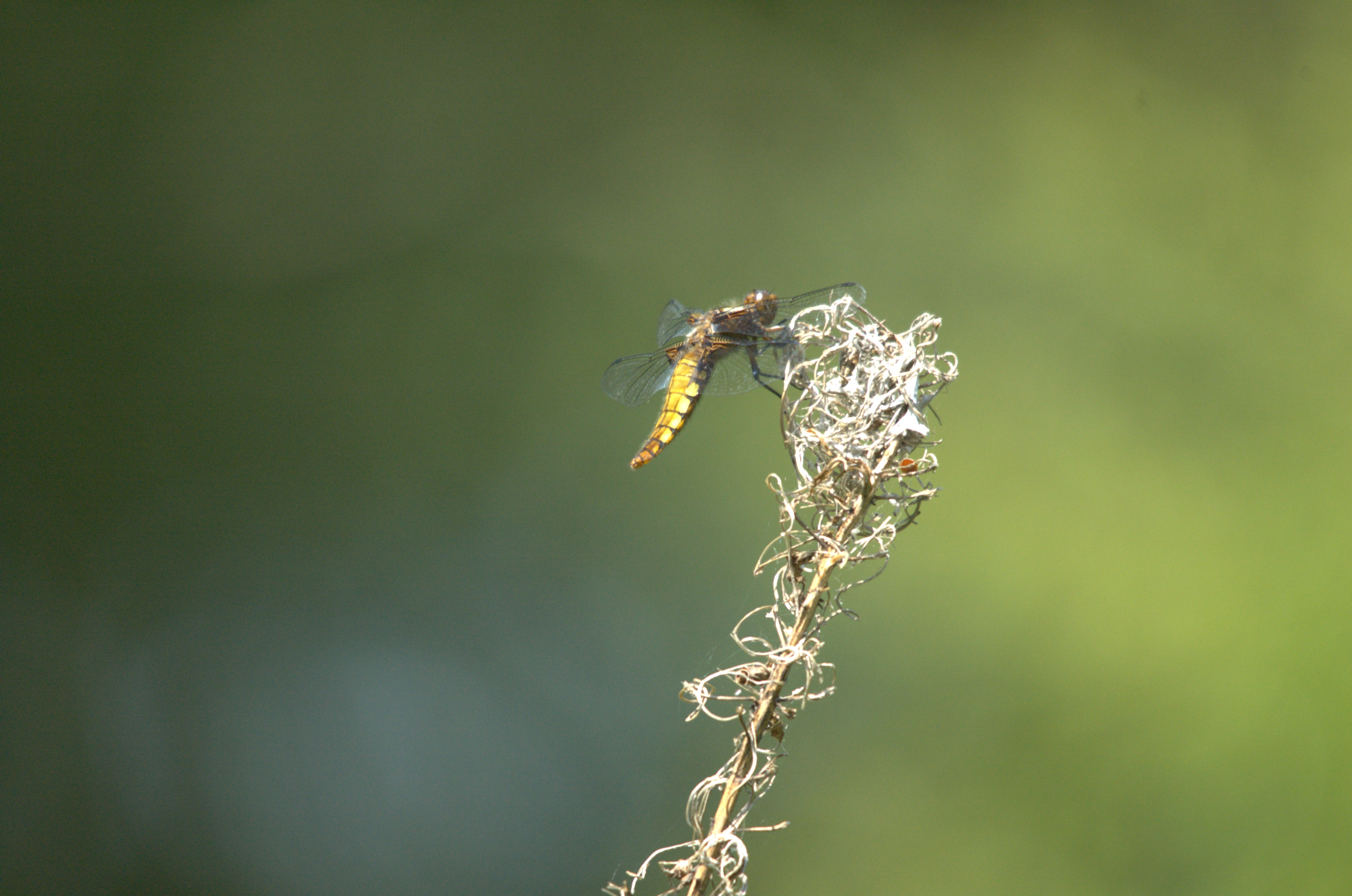 photos/wildlife/Invertebrate_Species/Dragonflies/Broad-bodied_Chaser/DSC_2271.jpeg
