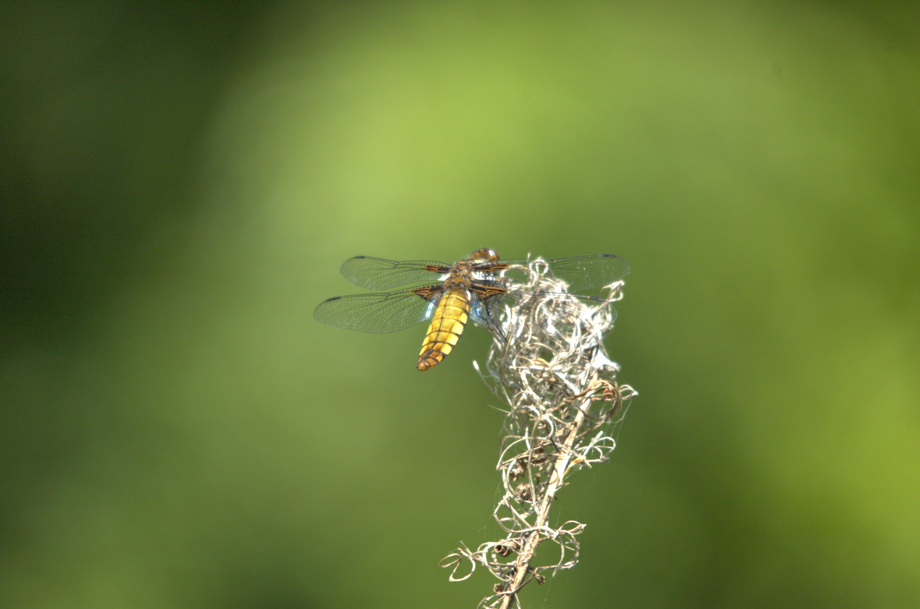 photos/wildlife/Invertebrate_Species/Dragonflies/Broad-bodied_Chaser/DSC_2272.jpeg