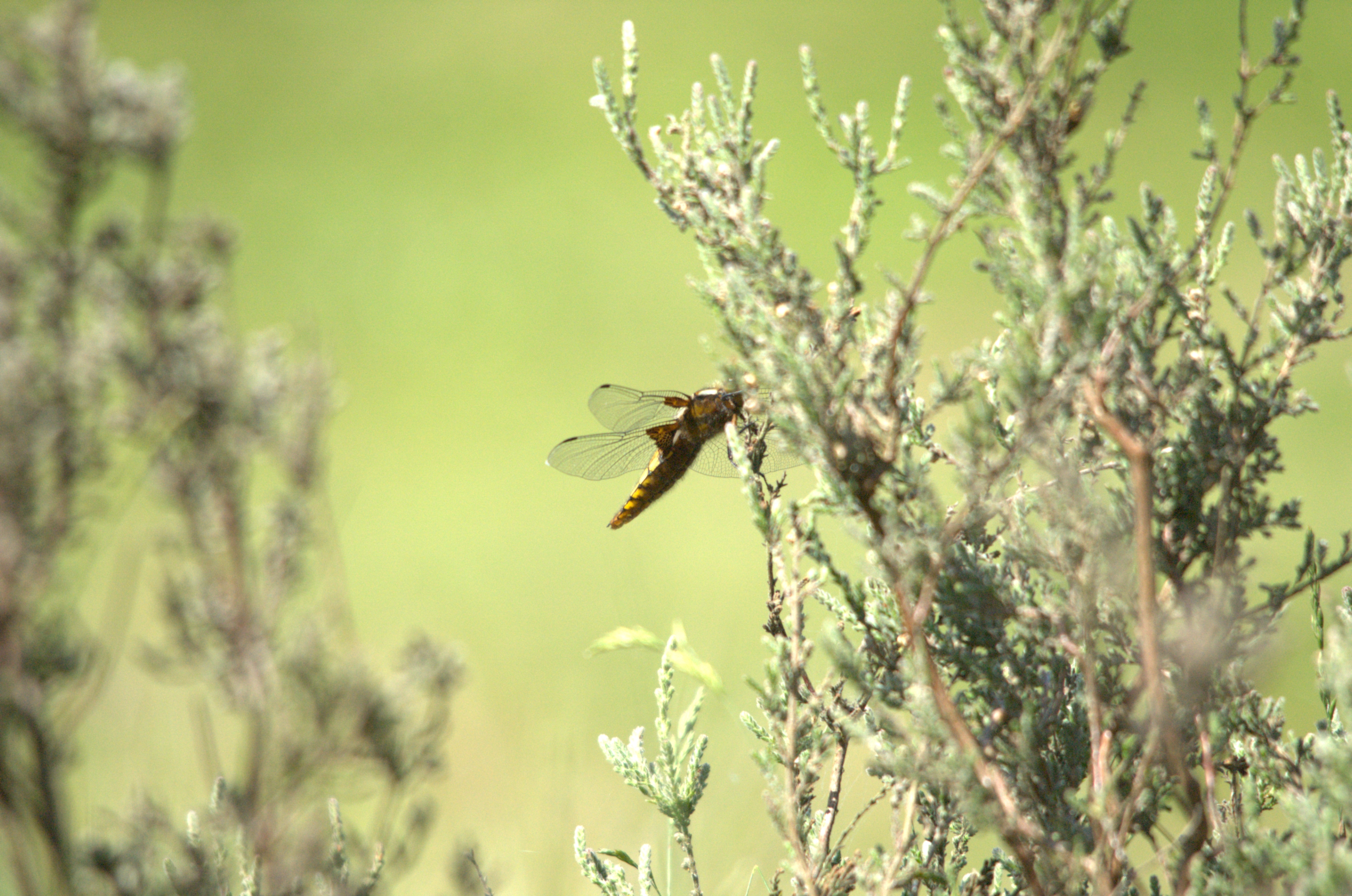 photos/wildlife/Invertebrate_Species/Dragonflies/Broad-bodied_Chaser/DSC_2283.jpeg
