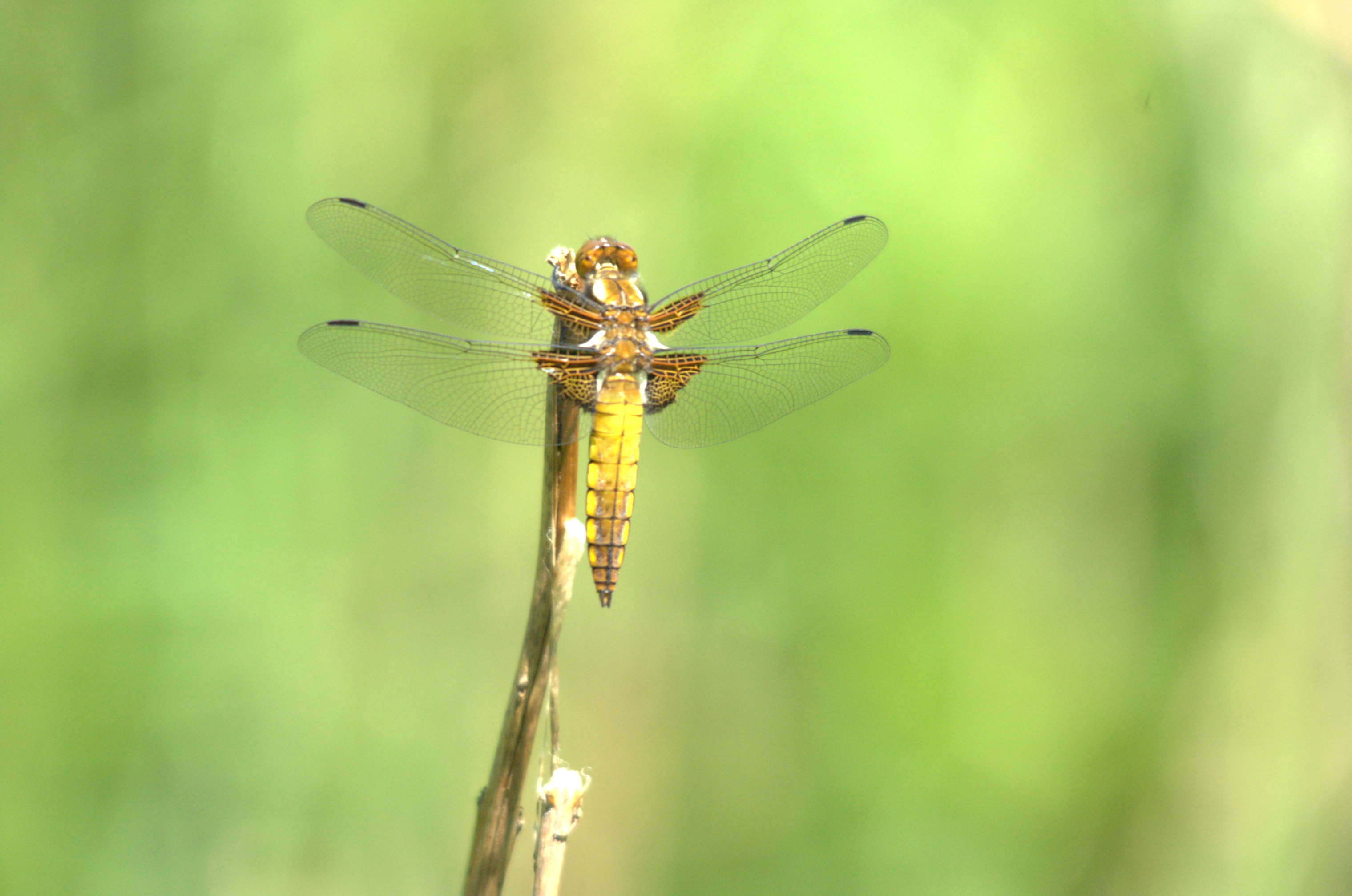 photos/wildlife/Invertebrate_Species/Dragonflies/Broad-bodied_Chaser/DSC_2392.jpg