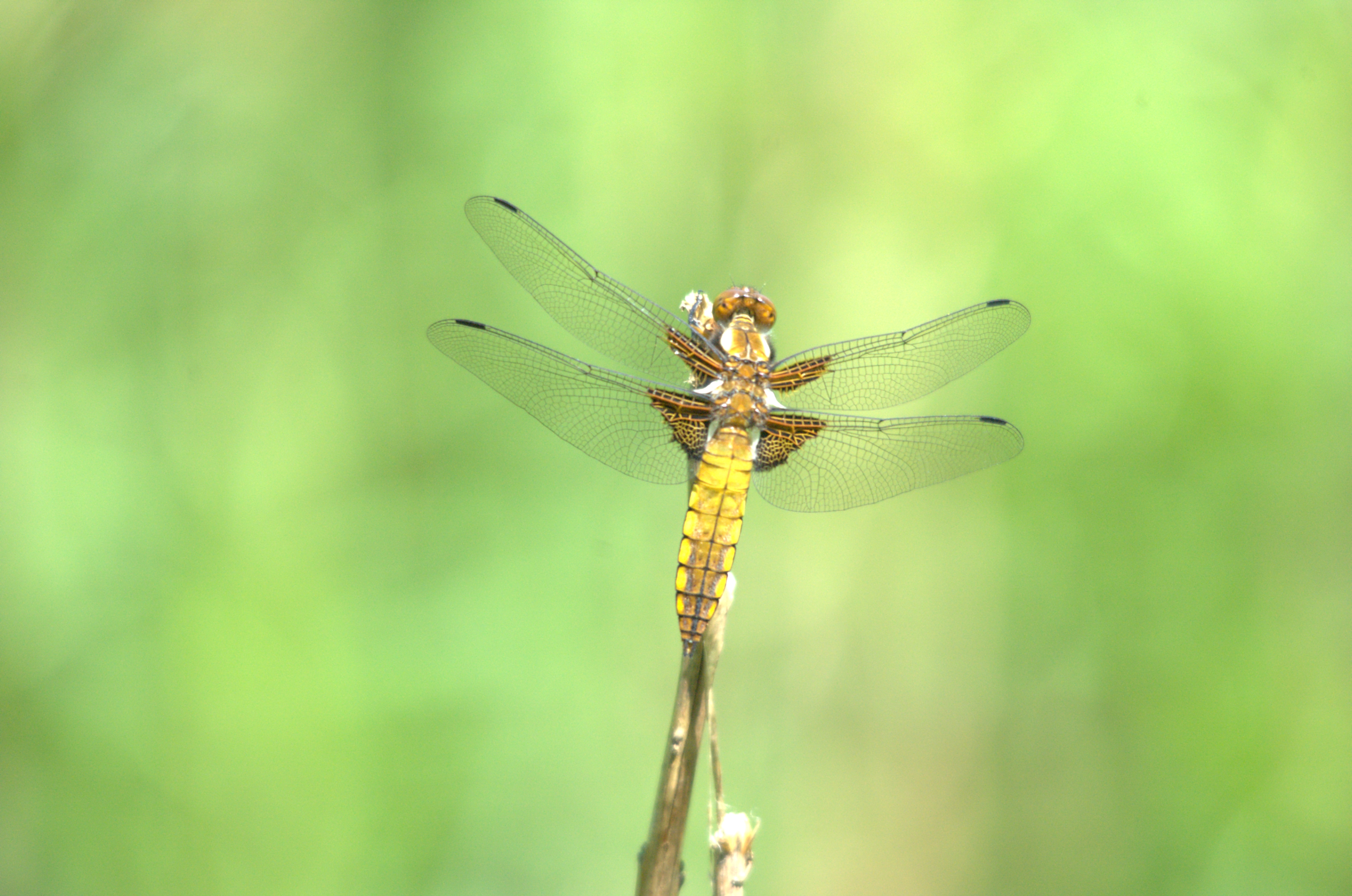 photos/wildlife/Invertebrate_Species/Dragonflies/Broad-bodied_Chaser/DSC_2398.jpg