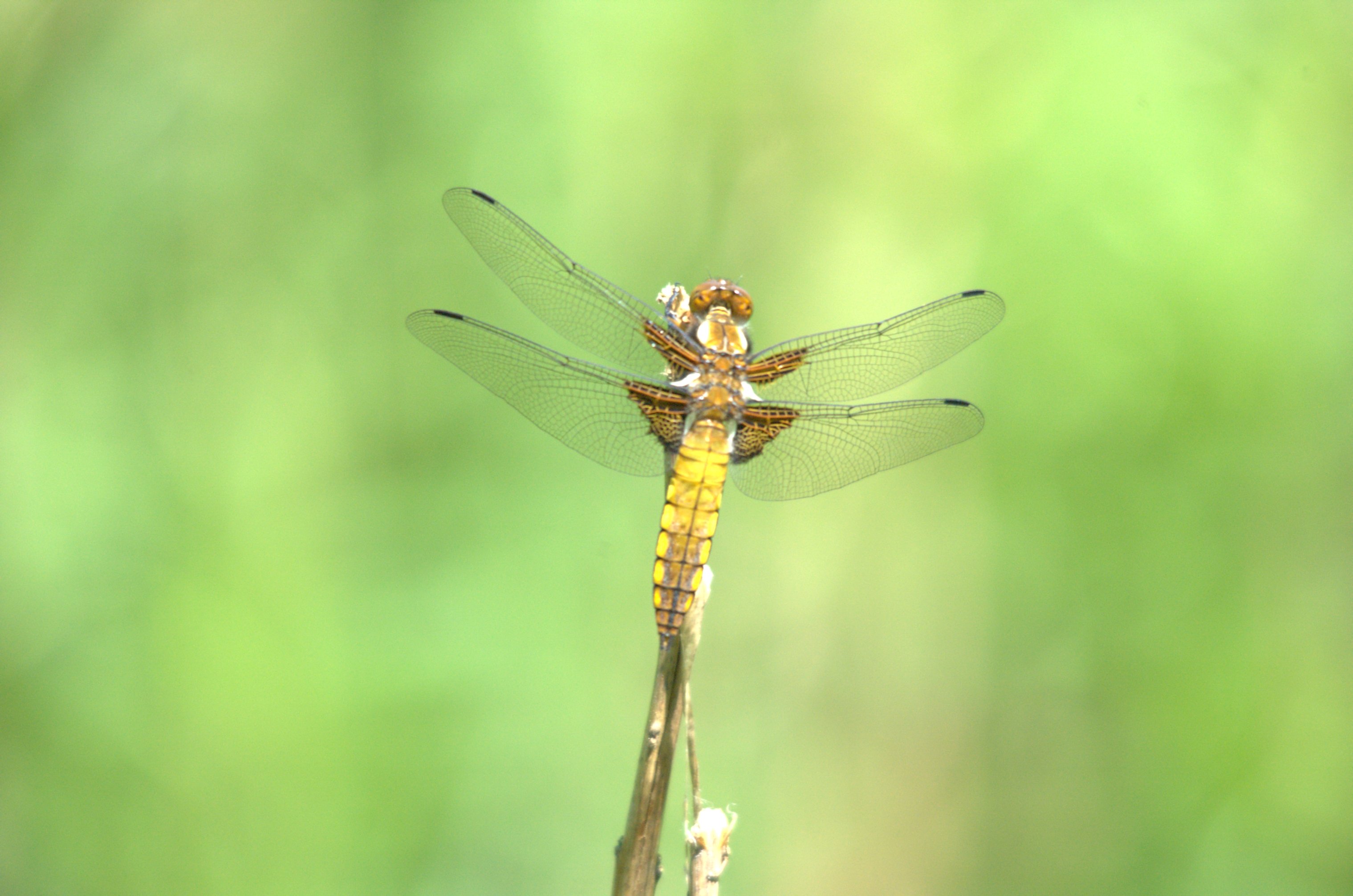 photos/wildlife/Invertebrate_Species/Dragonflies/Broad-bodied_Chaser/DSC_2399.jpg