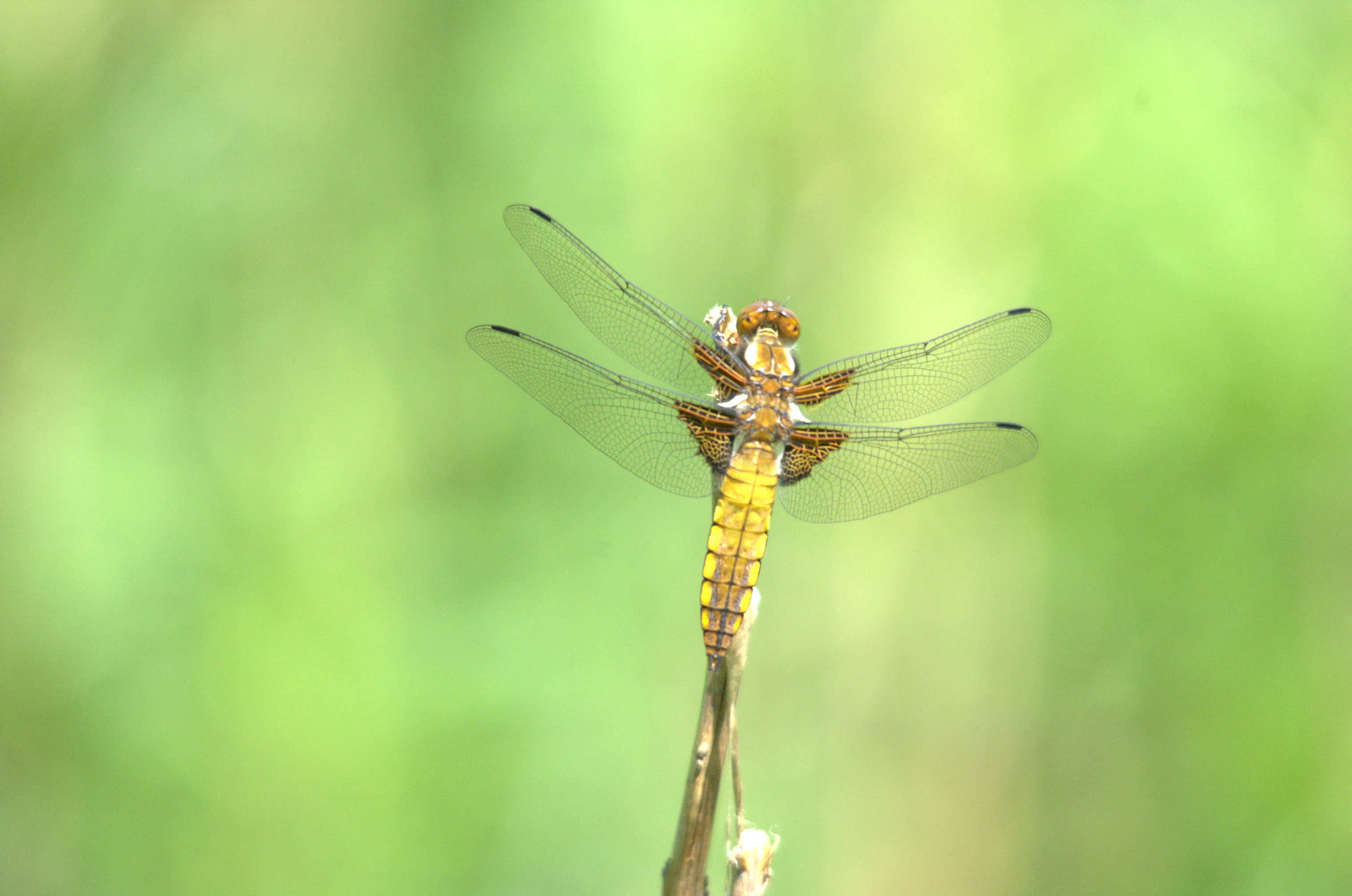 photos/wildlife/Invertebrate_Species/Dragonflies/Broad-bodied_Chaser/DSC_2400.jpg