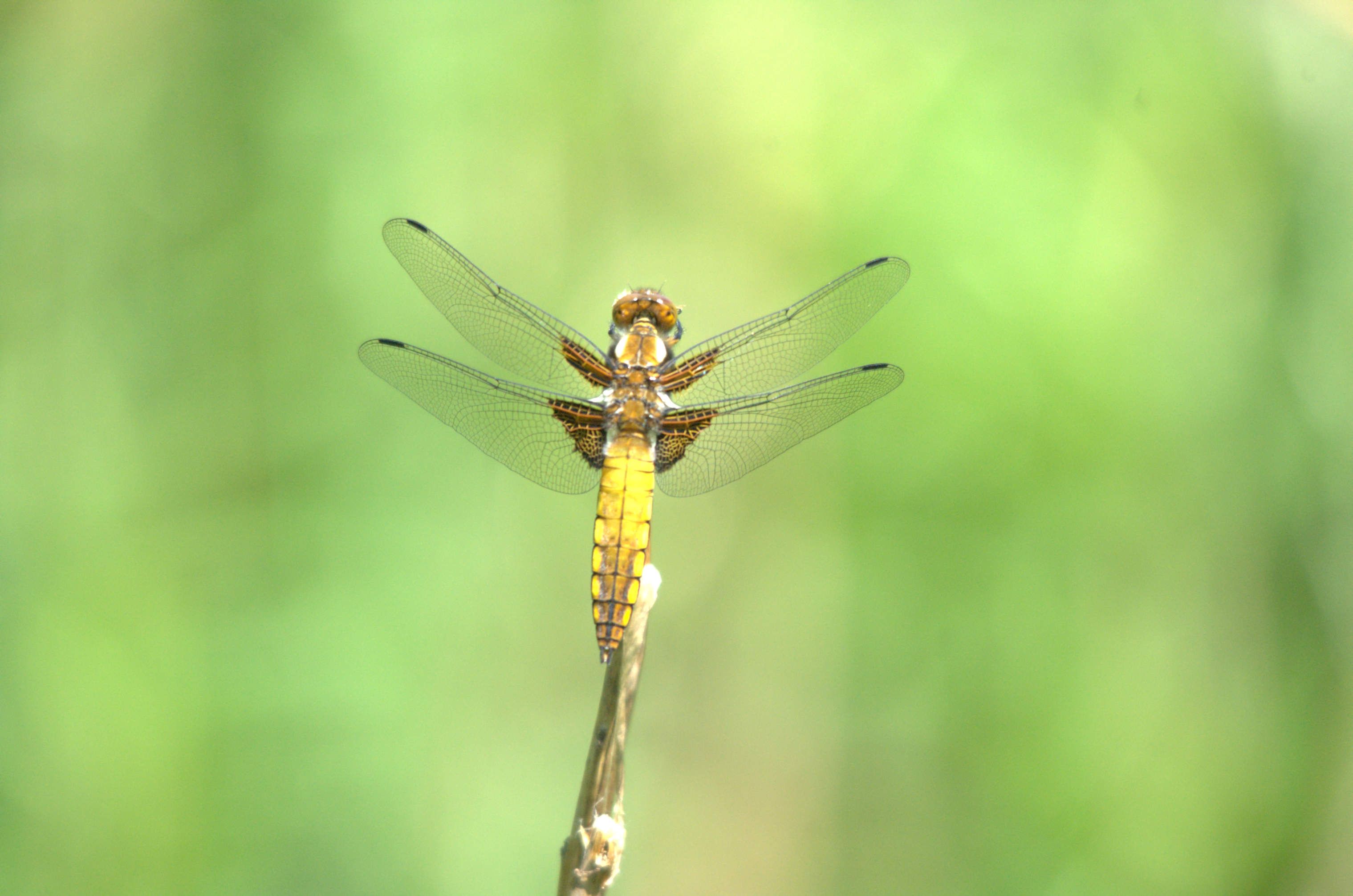 photos/wildlife/Invertebrate_Species/Dragonflies/Broad-bodied_Chaser/DSC_2406.jpeg