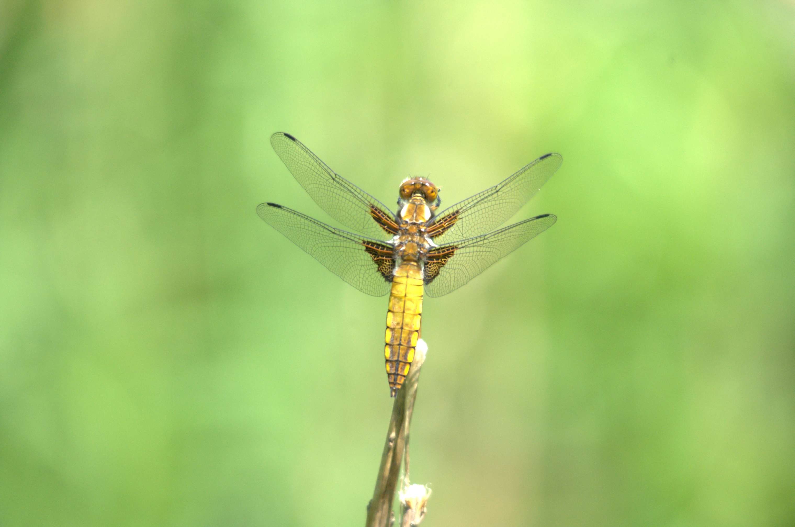photos/wildlife/Invertebrate_Species/Dragonflies/Broad-bodied_Chaser/DSC_2407.jpeg