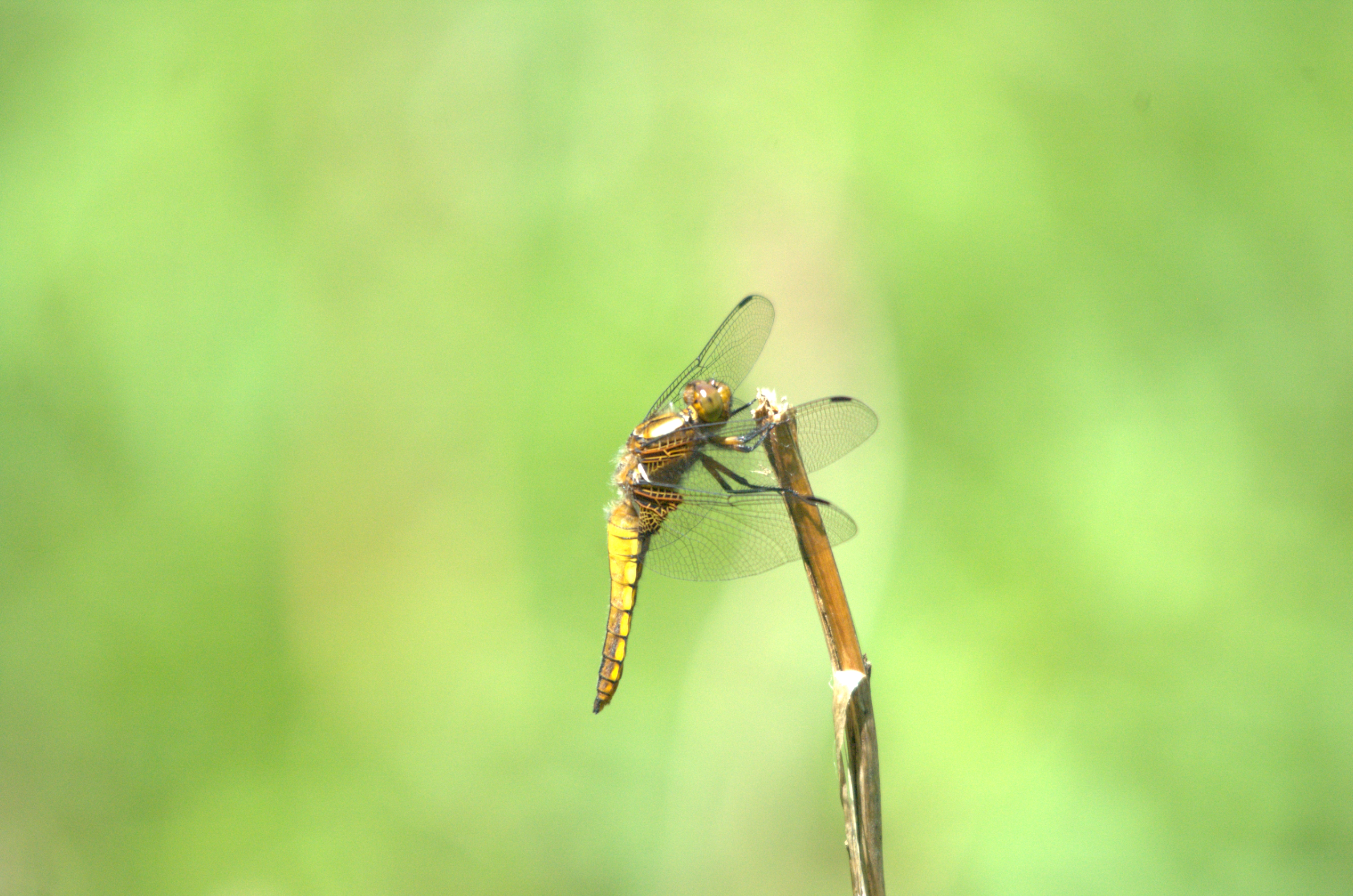 photos/wildlife/Invertebrate_Species/Dragonflies/Broad-bodied_Chaser/DSC_2409.jpeg