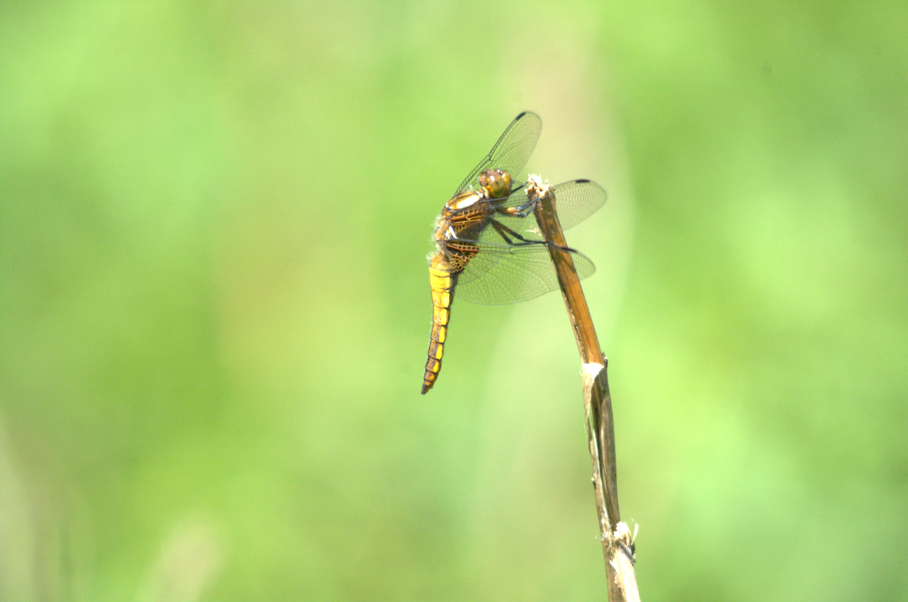 photos/wildlife/Invertebrate_Species/Dragonflies/Broad-bodied_Chaser/DSC_2410.jpeg