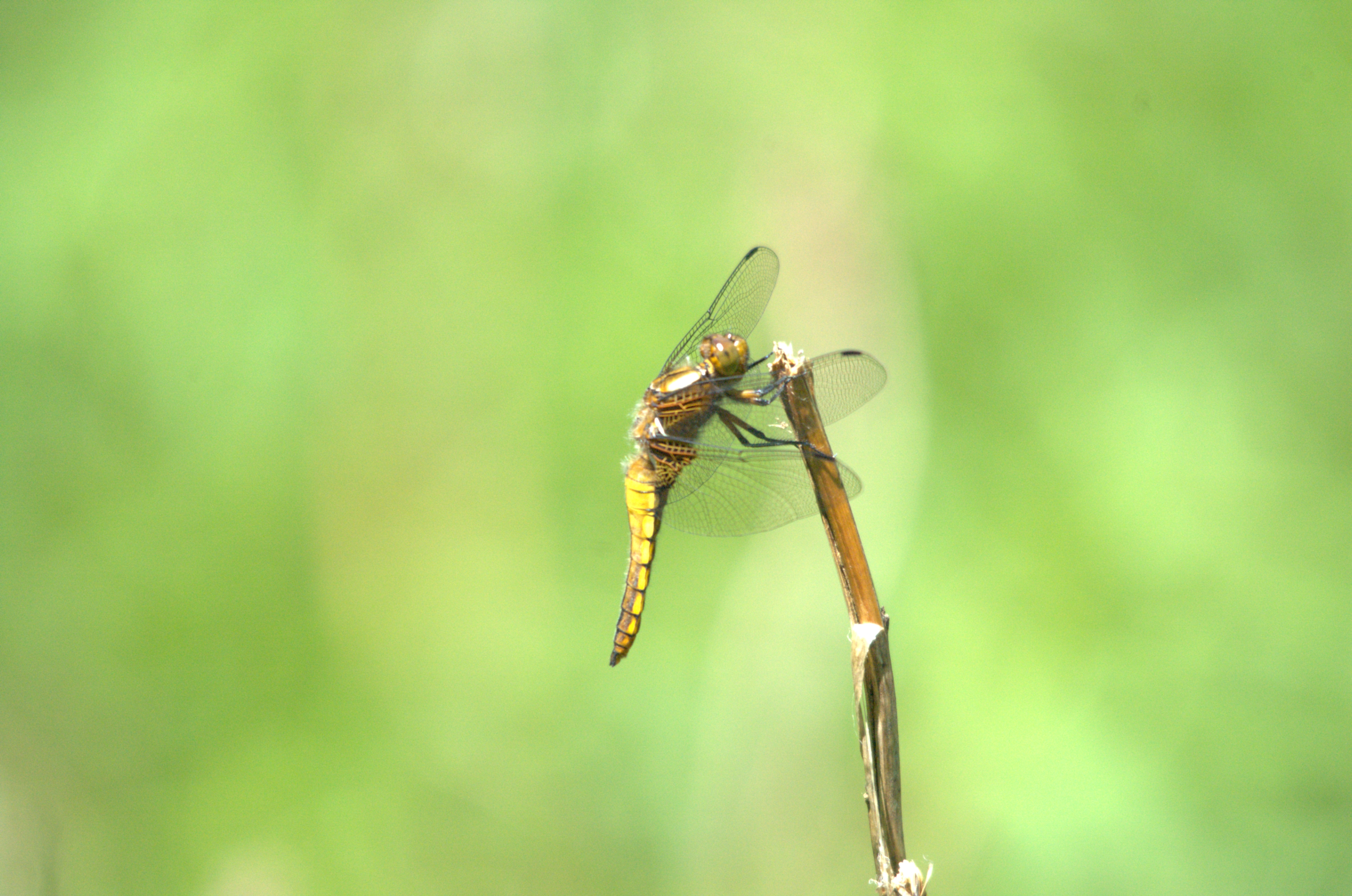 photos/wildlife/Invertebrate_Species/Dragonflies/Broad-bodied_Chaser/DSC_2411.jpeg