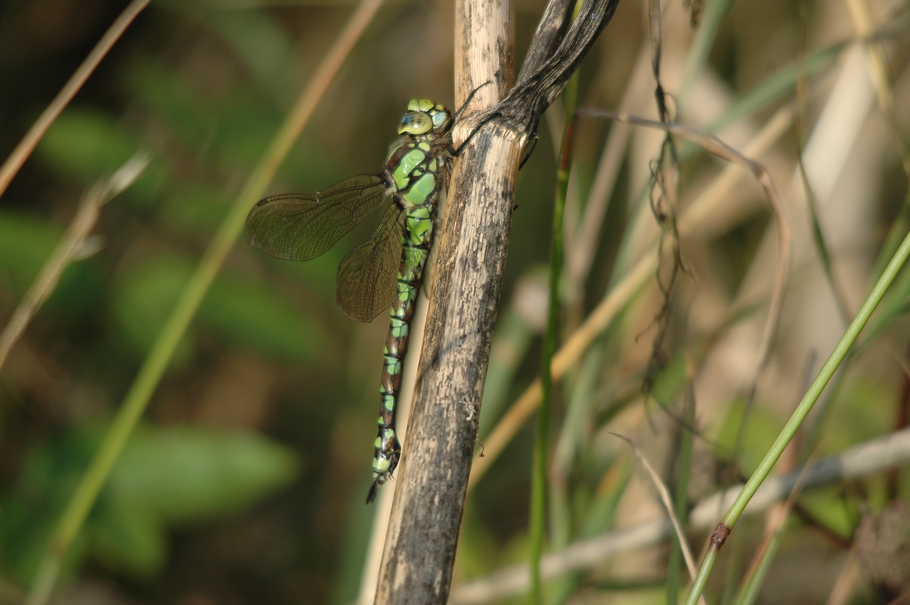photos/wildlife/Invertebrate_Species/Dragonflies/Southern_Hawker/DSC_7345.JPG