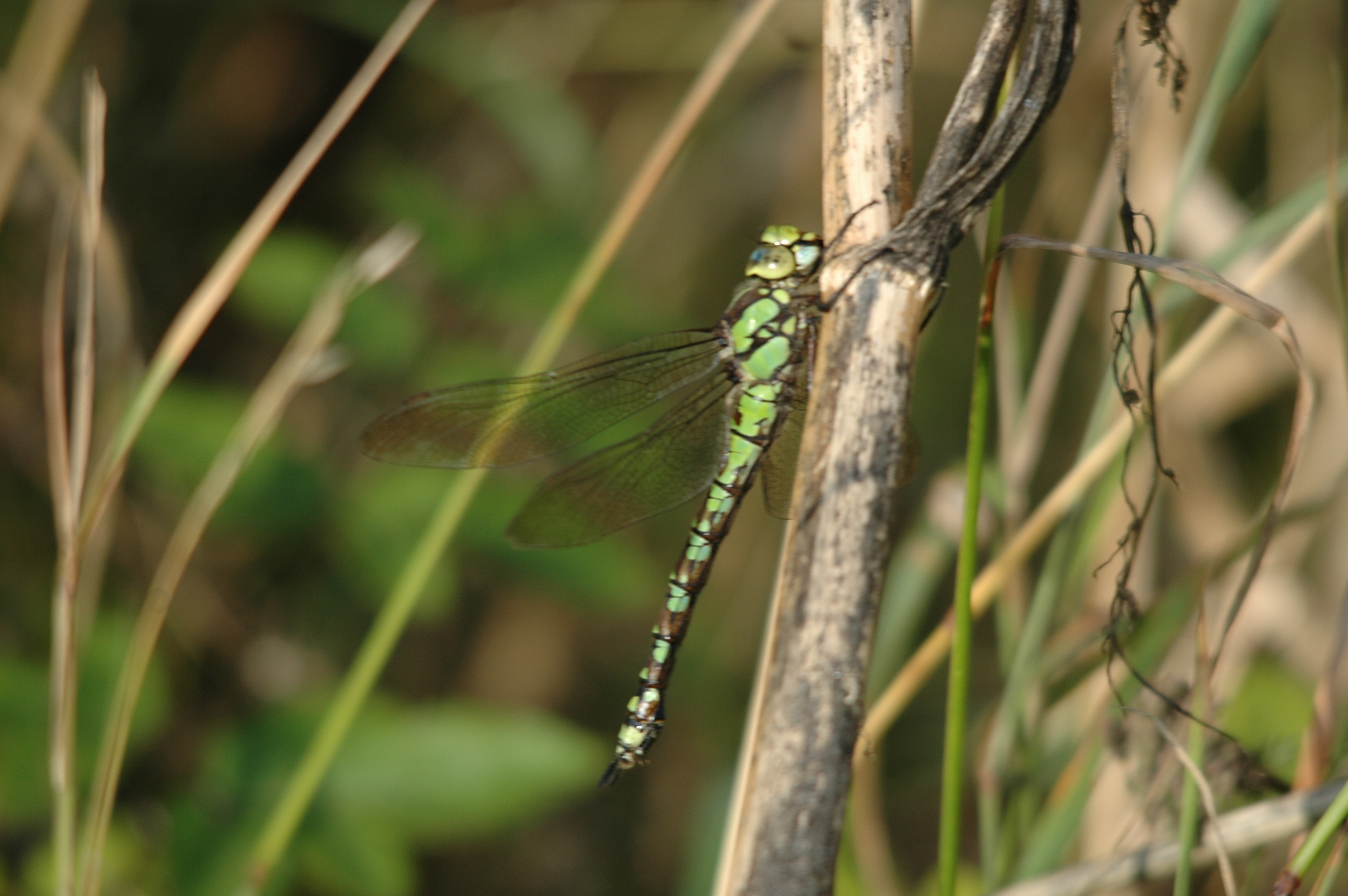 photos/wildlife/Invertebrate_Species/Dragonflies/Southern_Hawker/DSC_7346.JPG