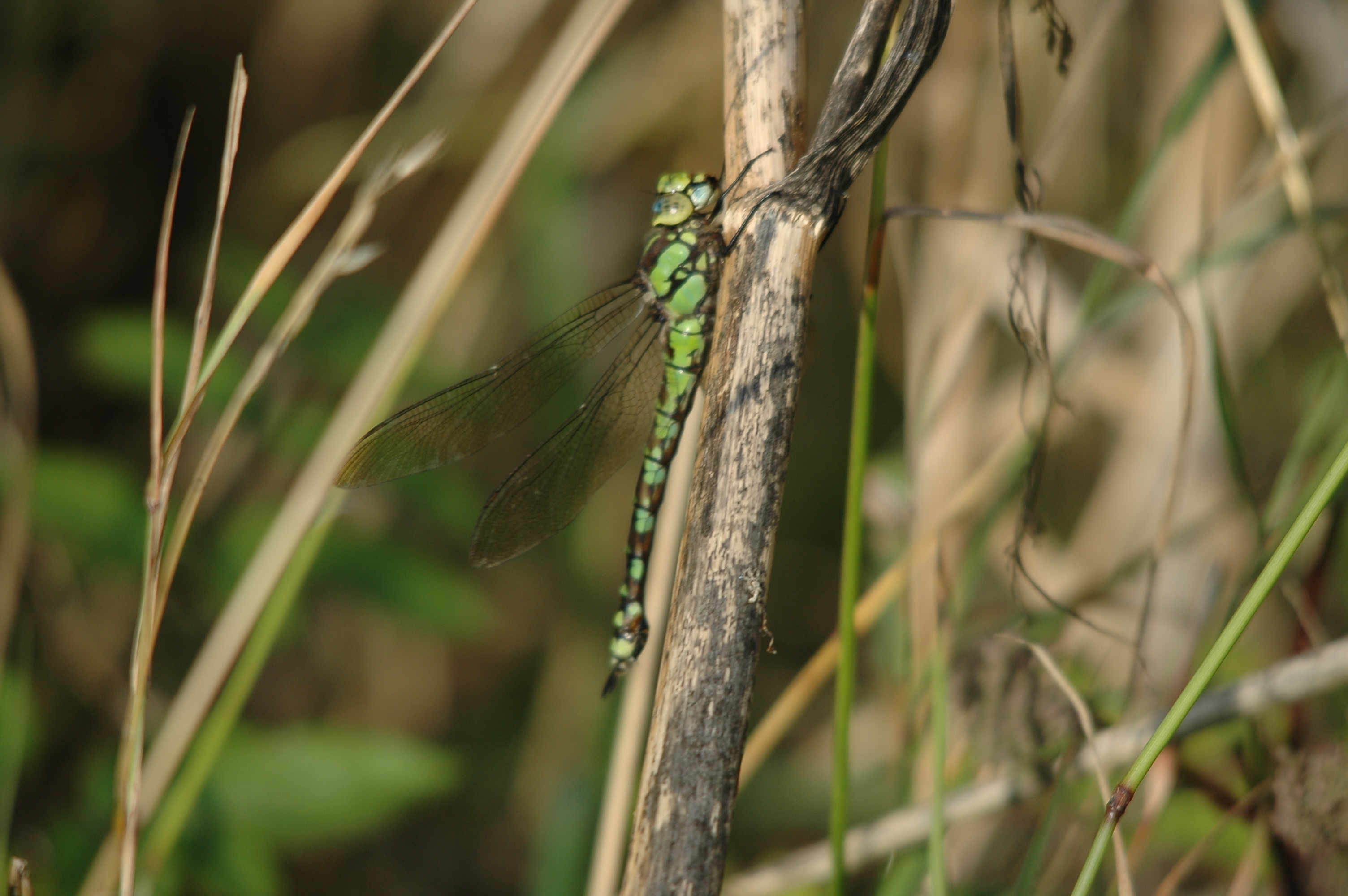 photos/wildlife/Invertebrate_Species/Dragonflies/Southern_Hawker/DSC_7347.JPG