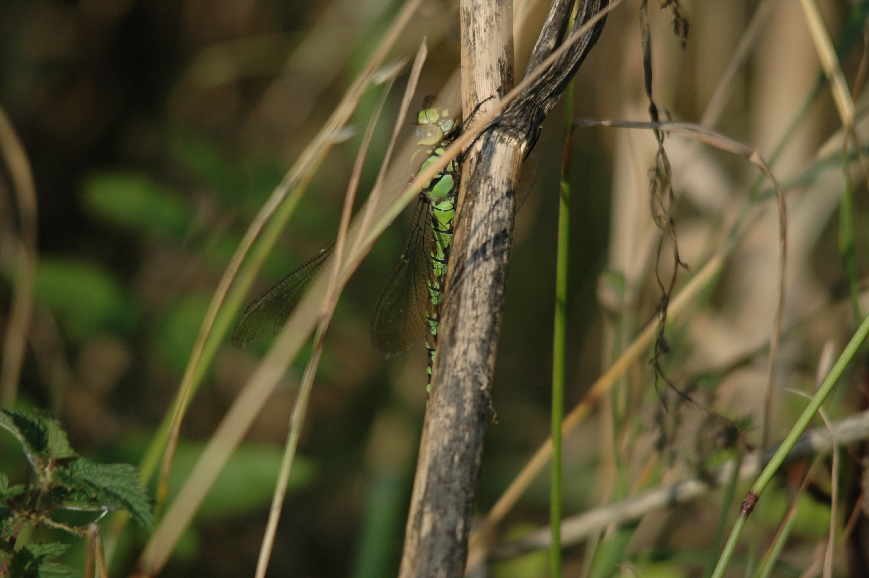 photos/wildlife/Invertebrate_Species/Dragonflies/Southern_Hawker/DSC_7348.JPG