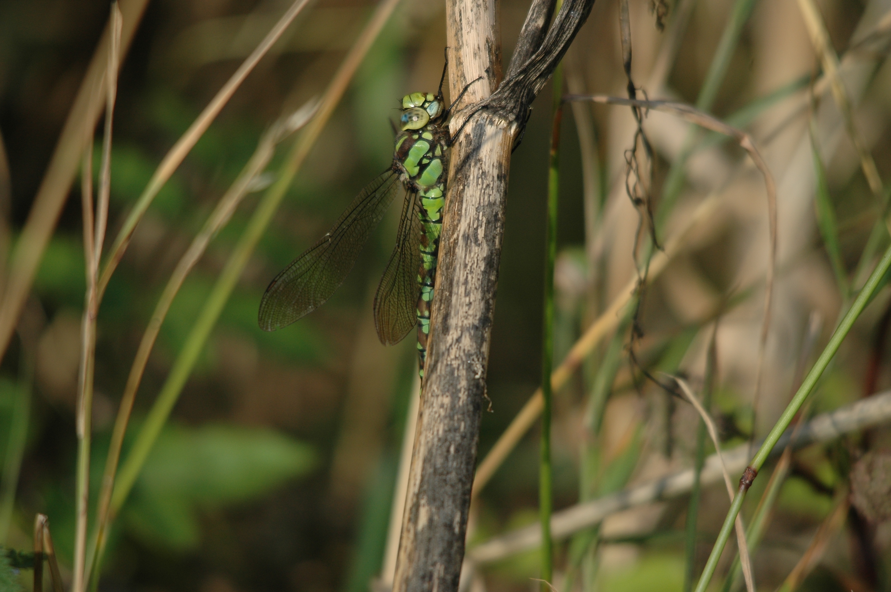 photos/wildlife/Invertebrate_Species/Dragonflies/Southern_Hawker/DSC_7349.JPG
