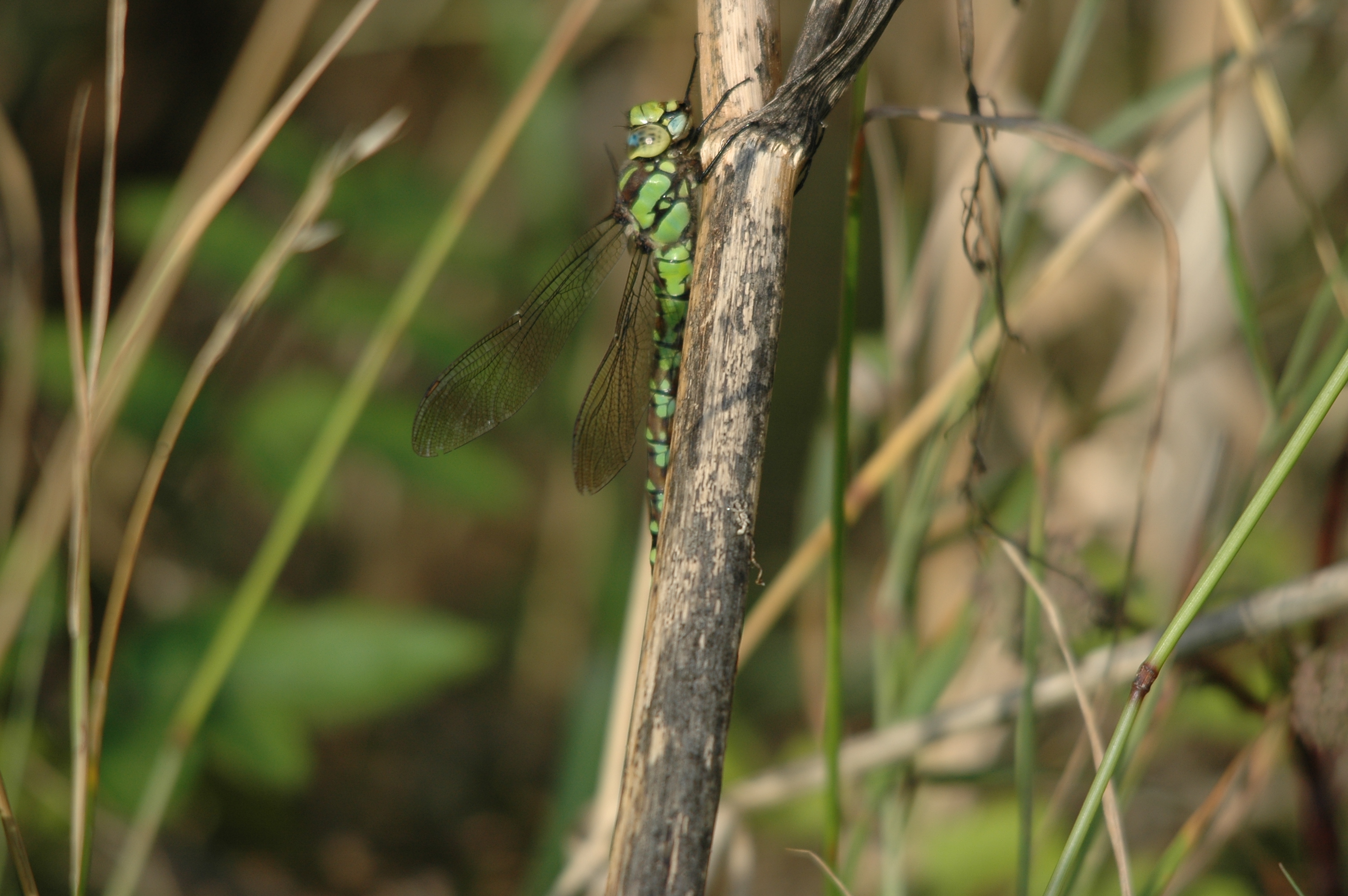 photos/wildlife/Invertebrate_Species/Dragonflies/Southern_Hawker/DSC_7350.JPG
