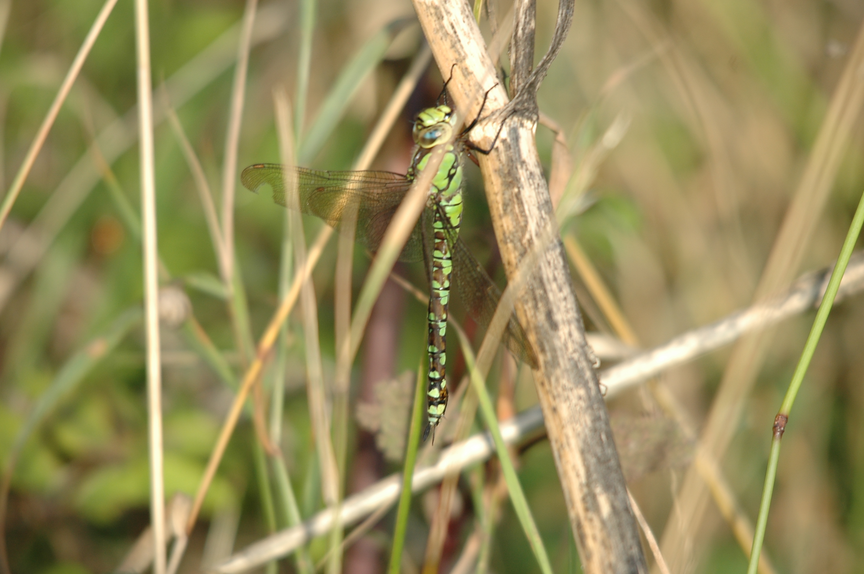 photos/wildlife/Invertebrate_Species/Dragonflies/Southern_Hawker/DSC_7353.JPG