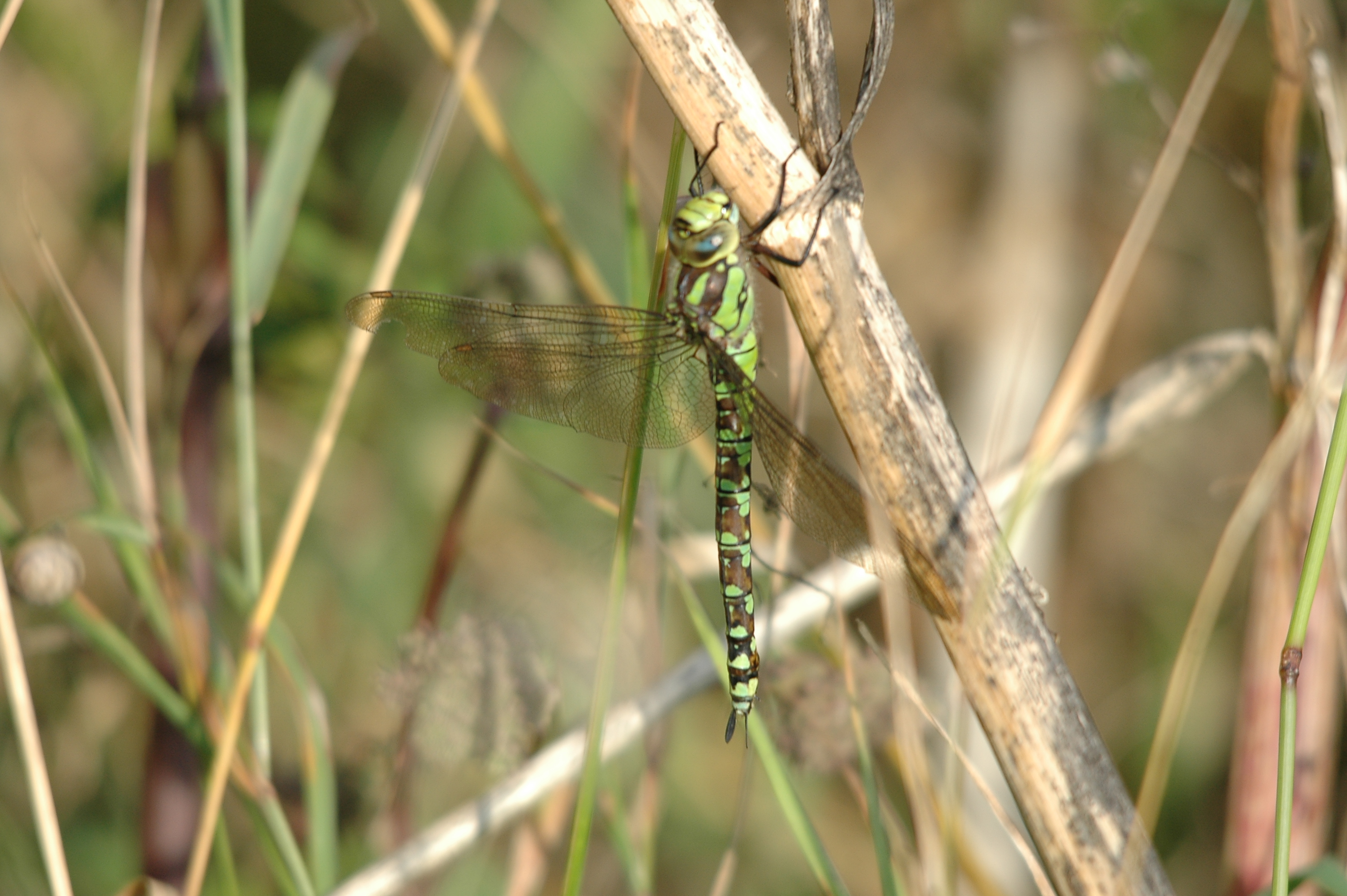 photos/wildlife/Invertebrate_Species/Dragonflies/Southern_Hawker/DSC_7354.JPG