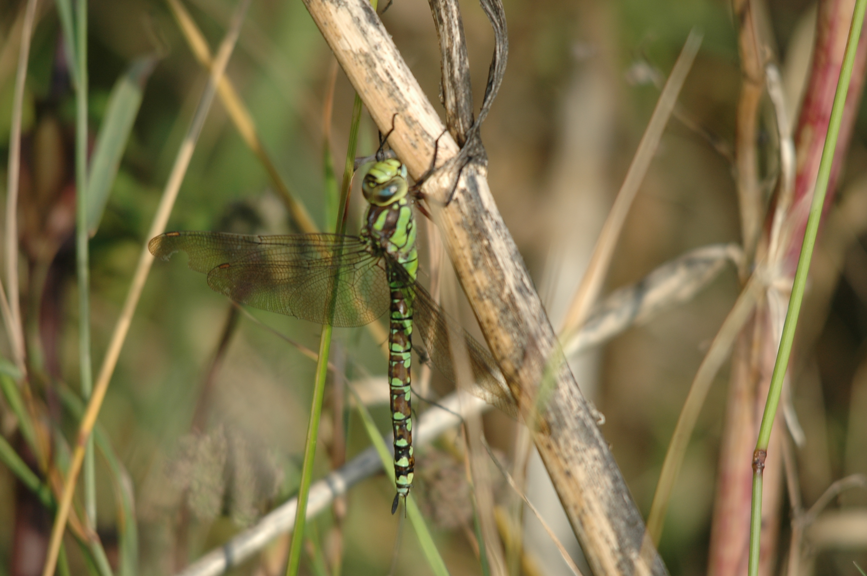 photos/wildlife/Invertebrate_Species/Dragonflies/Southern_Hawker/DSC_7355.JPG