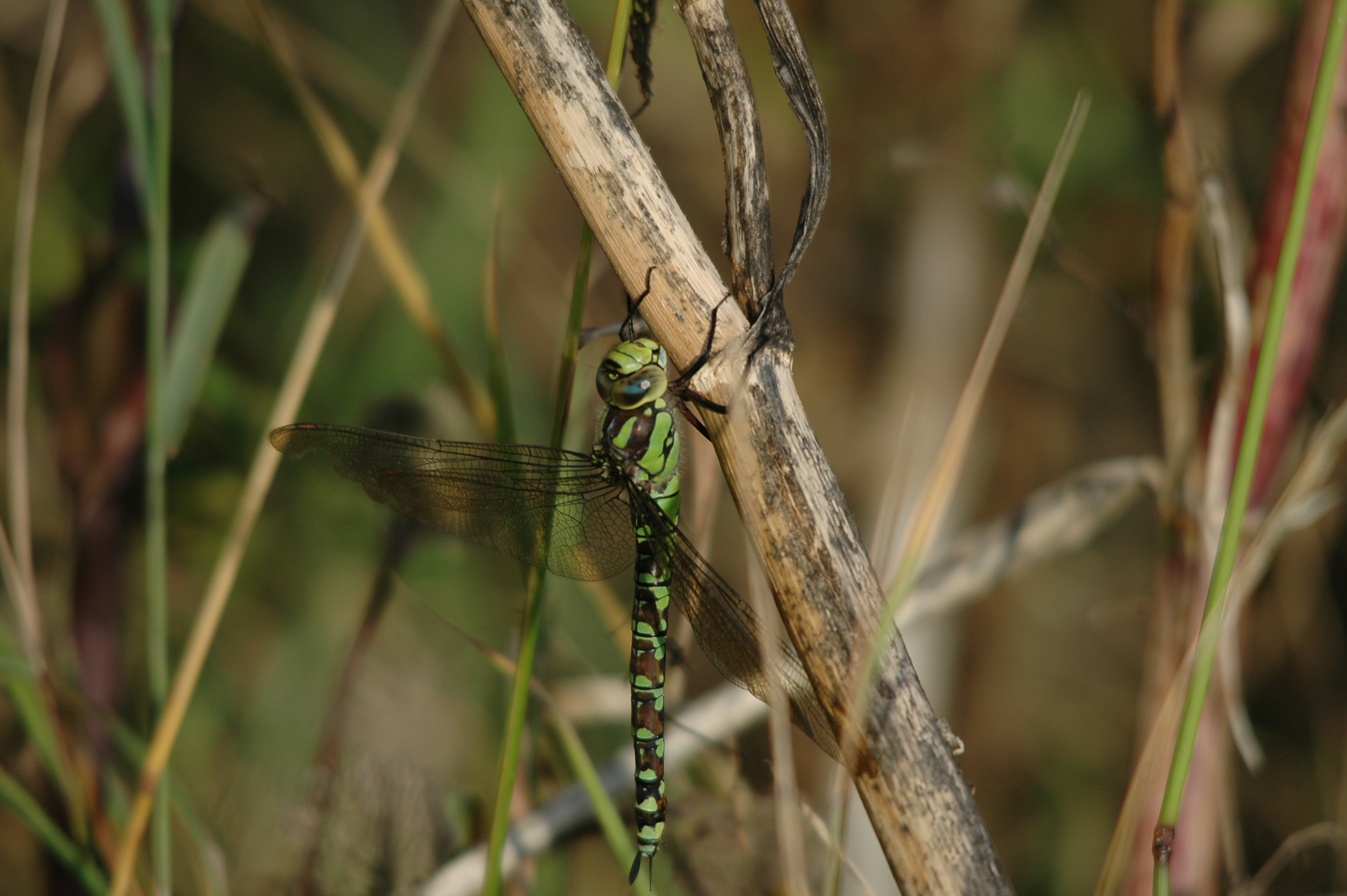 photos/wildlife/Invertebrate_Species/Dragonflies/Southern_Hawker/DSC_7356.JPG