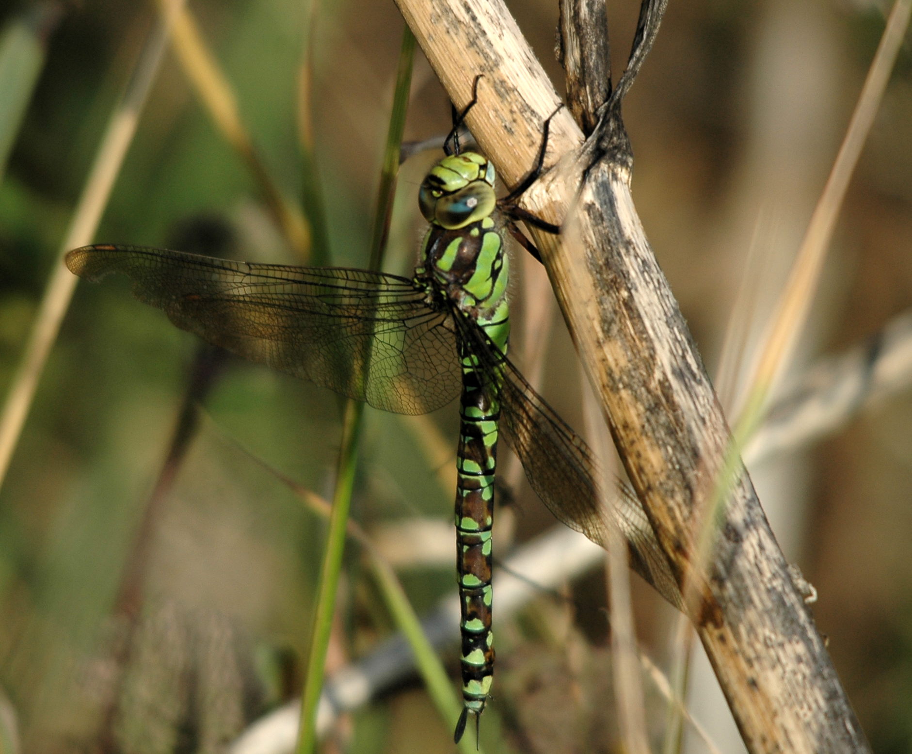 photos/wildlife/Invertebrate_Species/Dragonflies/Southern_Hawker/DSC_7356_sm.jpg