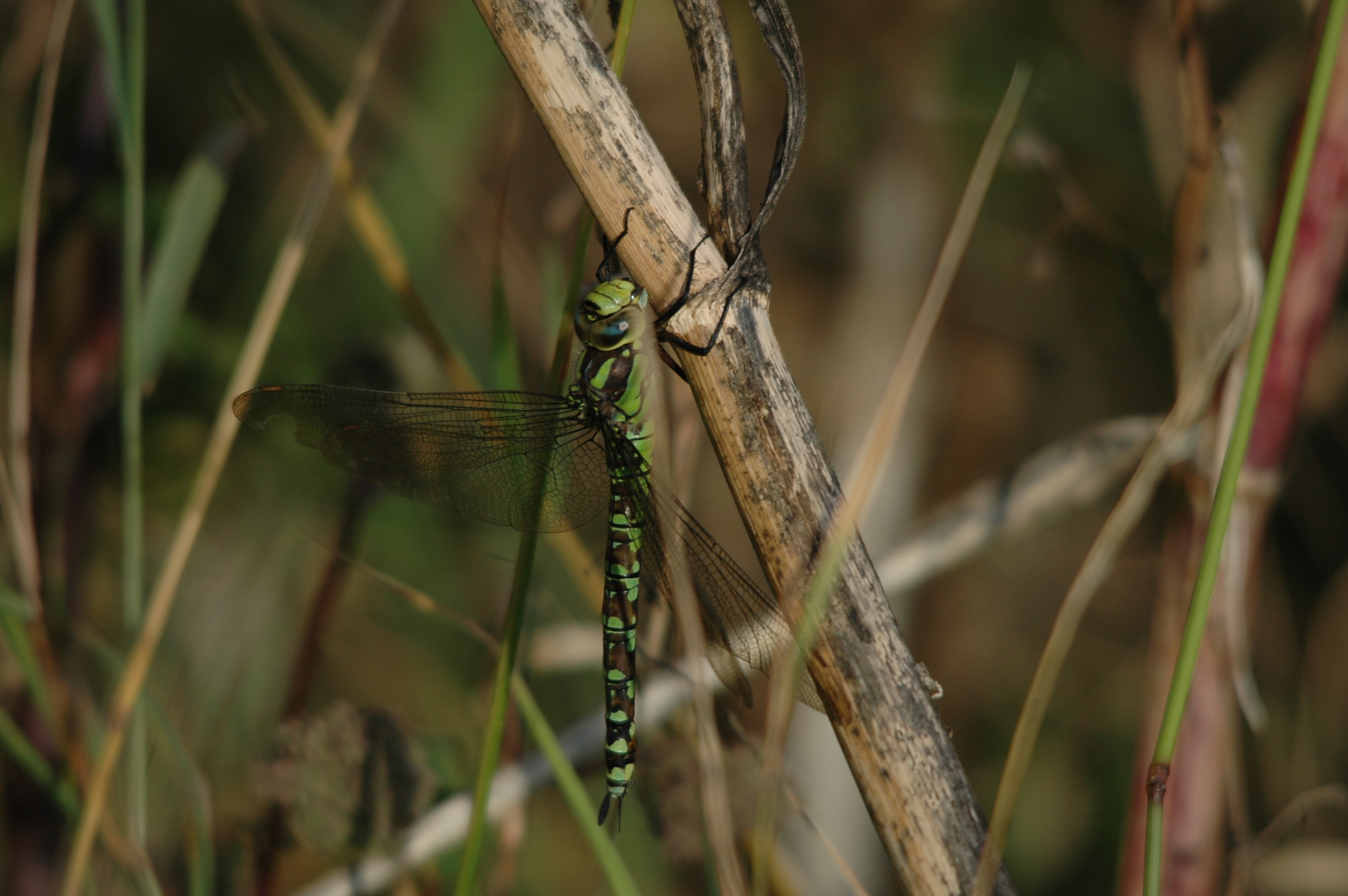 photos/wildlife/Invertebrate_Species/Dragonflies/Southern_Hawker/DSC_7357.JPG