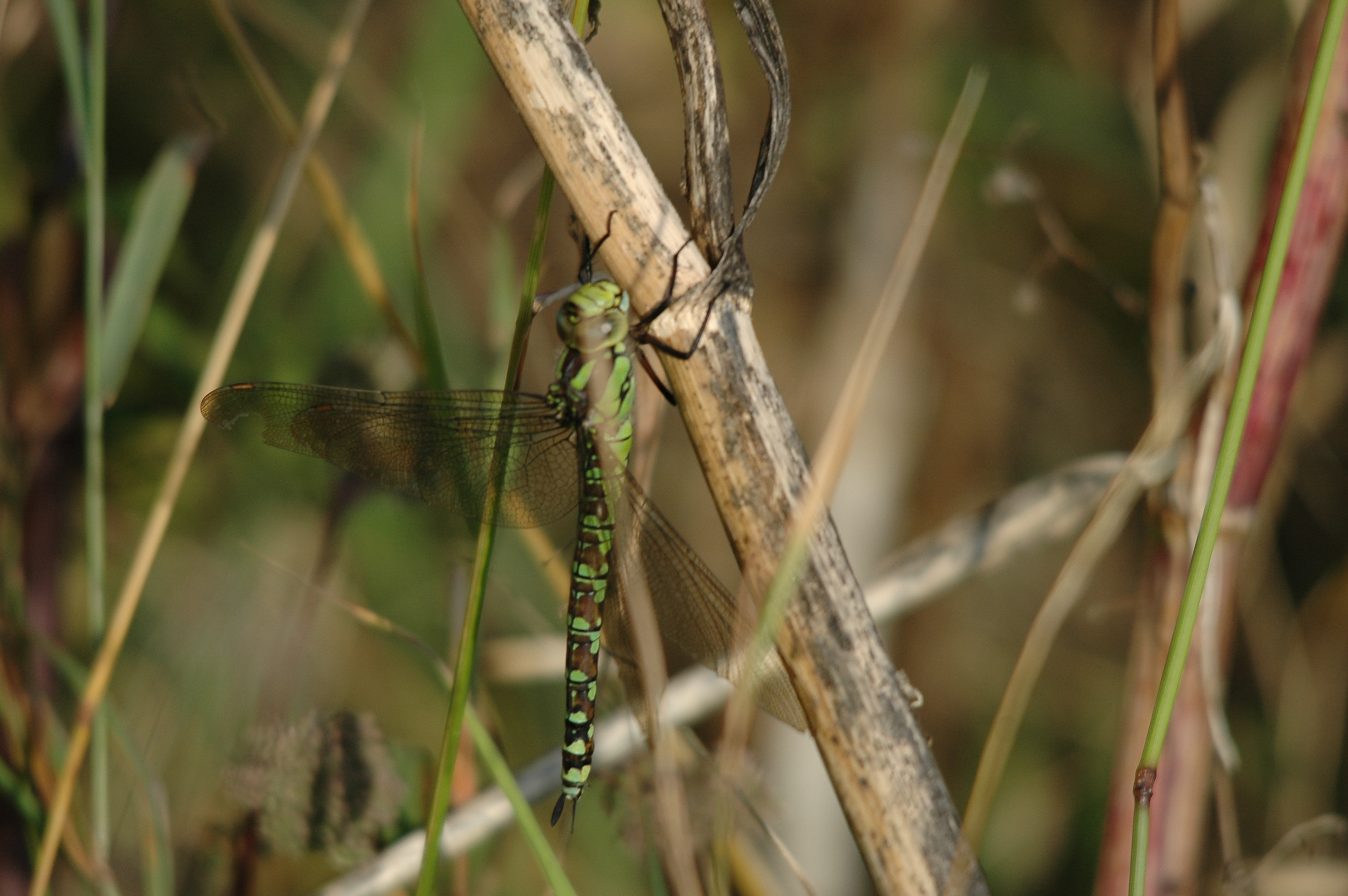 photos/wildlife/Invertebrate_Species/Dragonflies/Southern_Hawker/DSC_7358.JPG