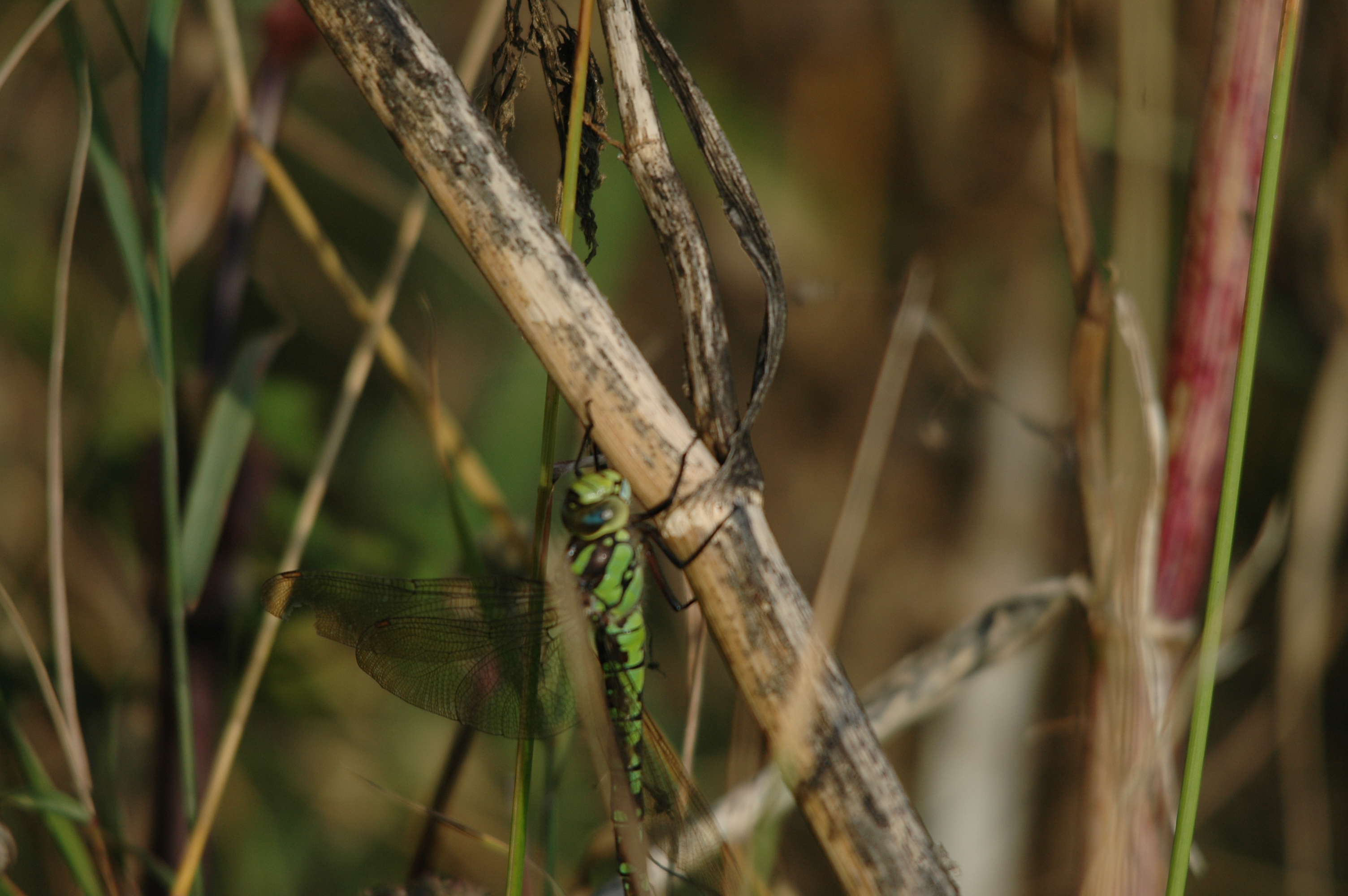 photos/wildlife/Invertebrate_Species/Dragonflies/Southern_Hawker/DSC_7359.JPG