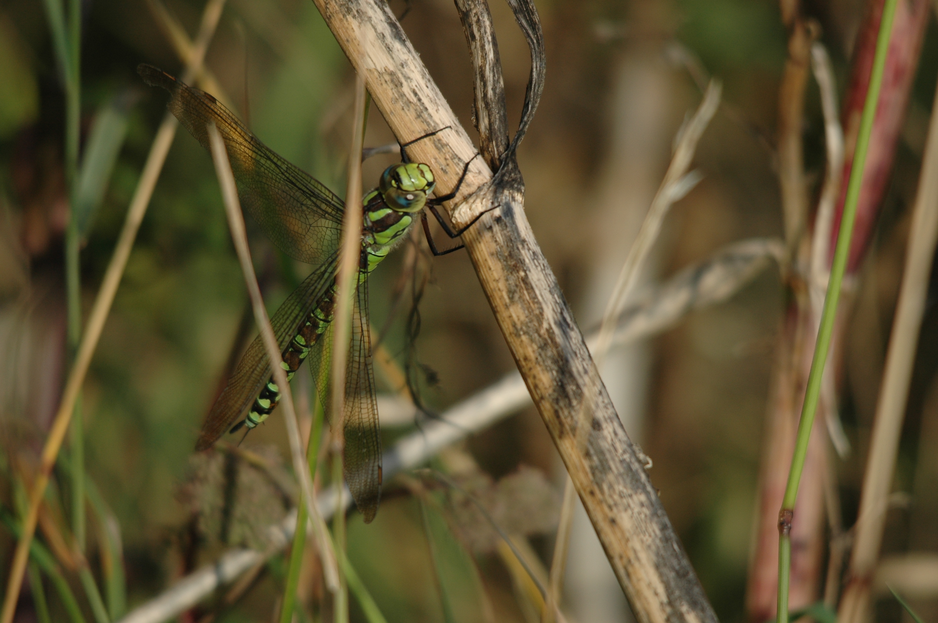 photos/wildlife/Invertebrate_Species/Dragonflies/Southern_Hawker/DSC_7362.JPG