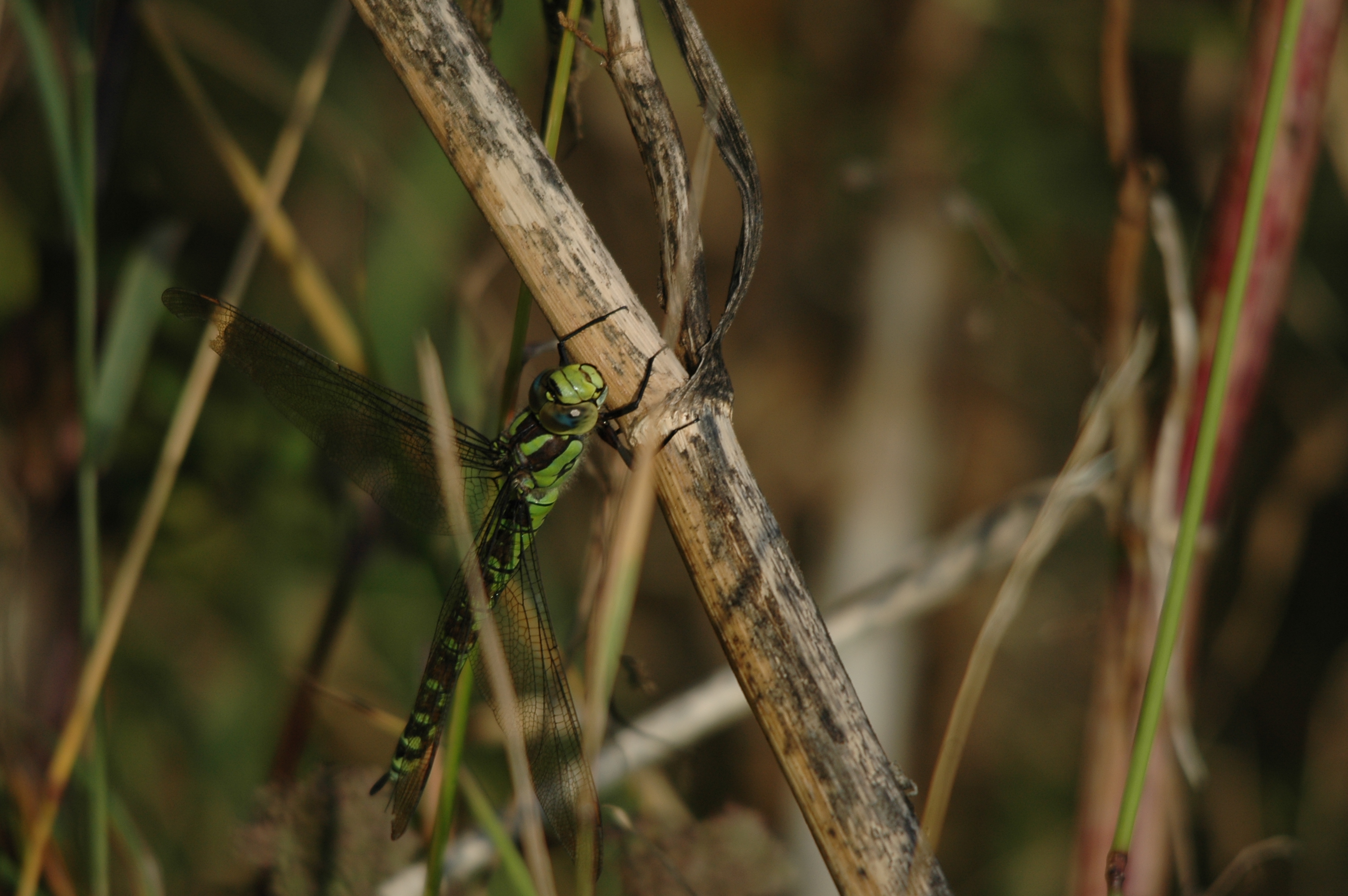 photos/wildlife/Invertebrate_Species/Dragonflies/Southern_Hawker/DSC_7363.JPG