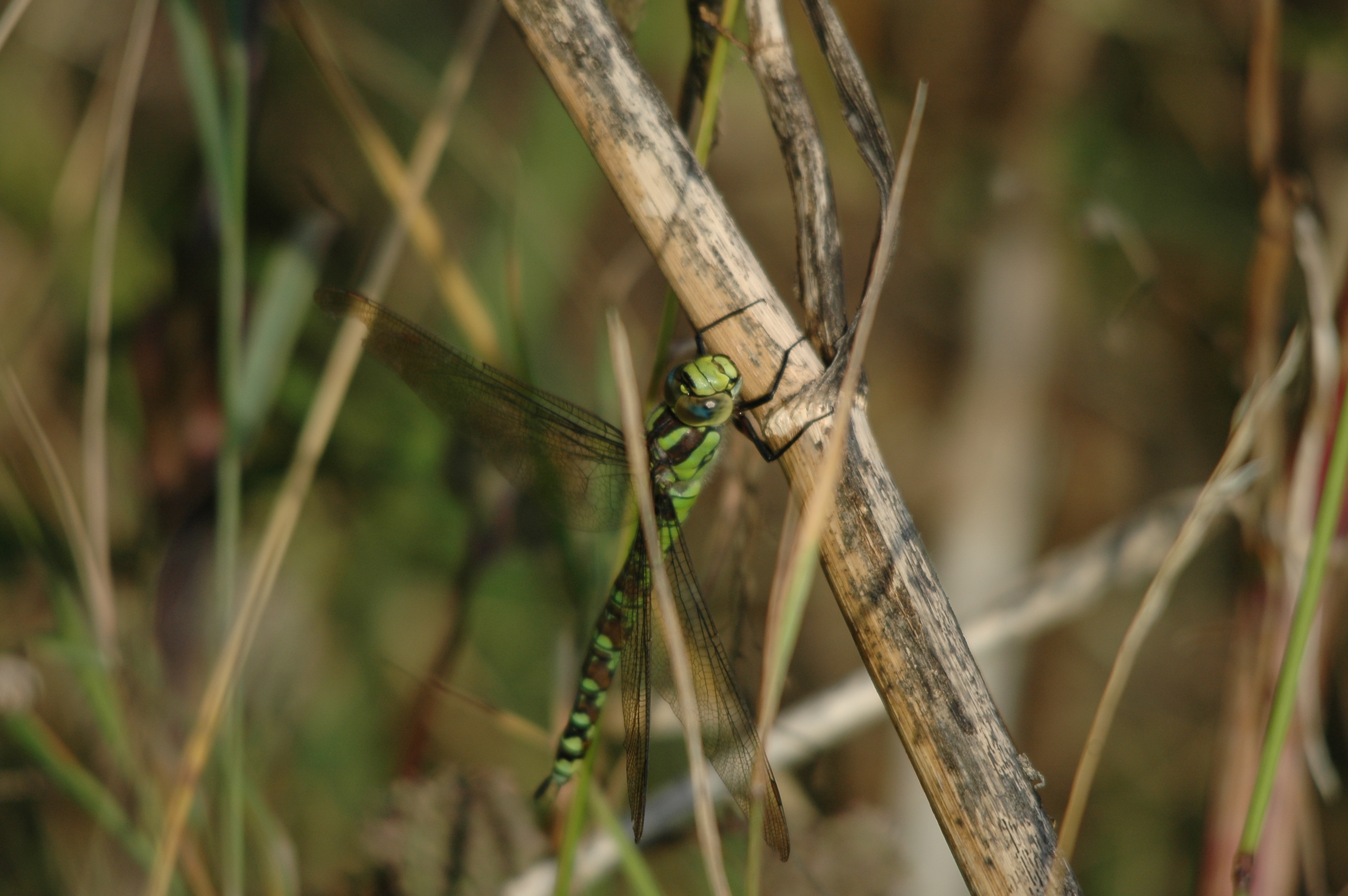 photos/wildlife/Invertebrate_Species/Dragonflies/Southern_Hawker/DSC_7364.JPG