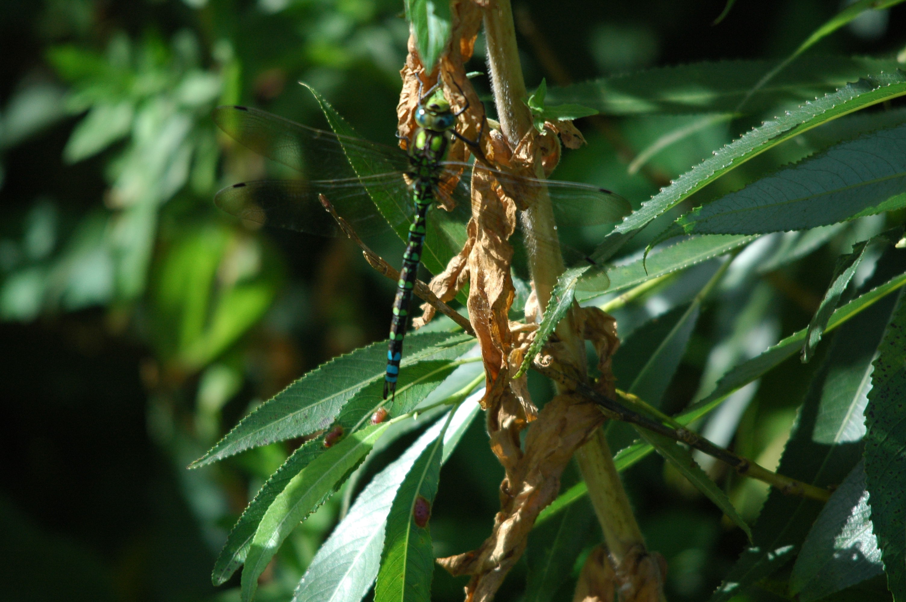 photos/wildlife/Invertebrate_Species/Dragonflies/Southern_Hawker/dsc_3187.jpg