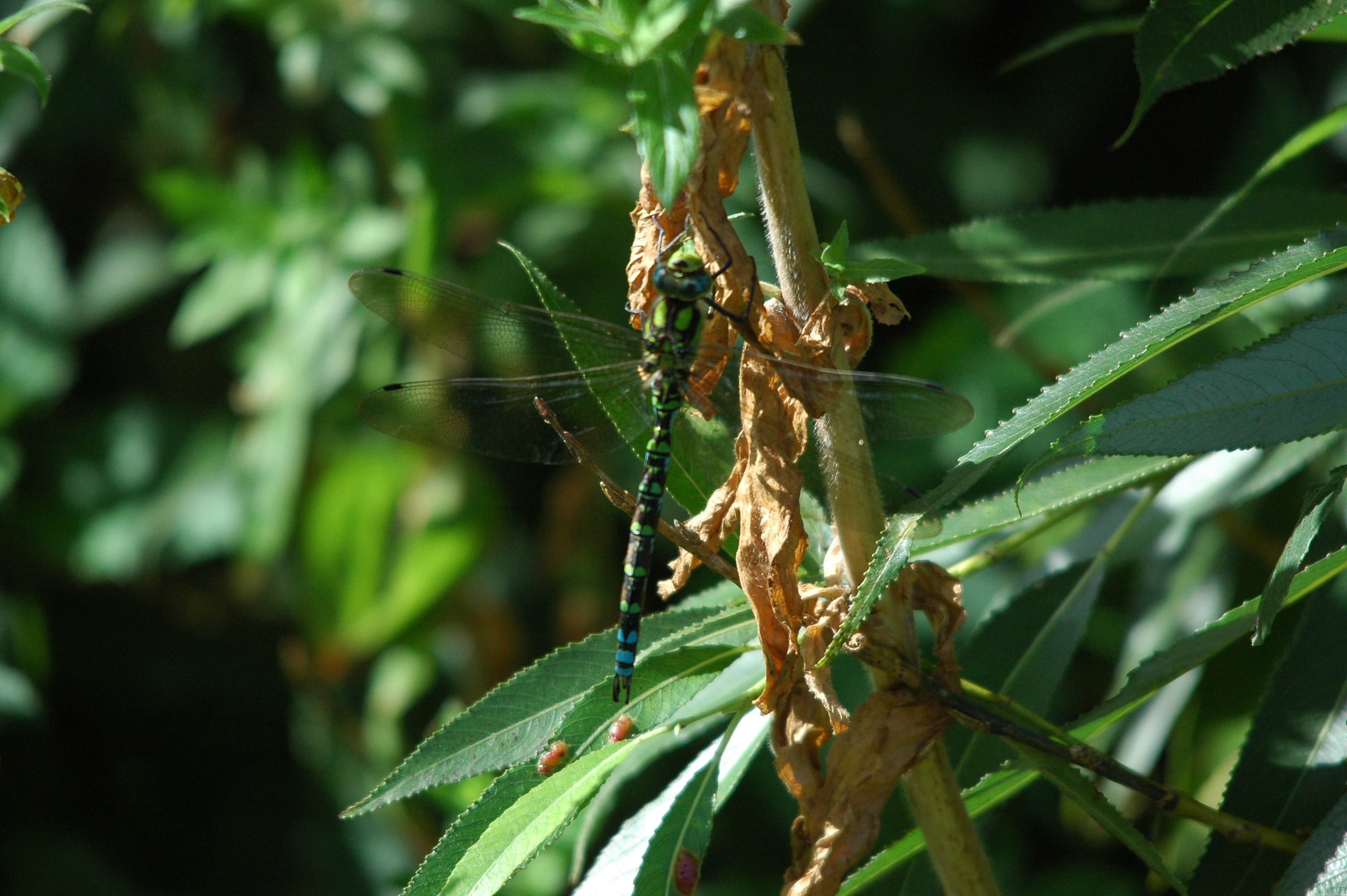 photos/wildlife/Invertebrate_Species/Dragonflies/Southern_Hawker/dsc_3188.jpg