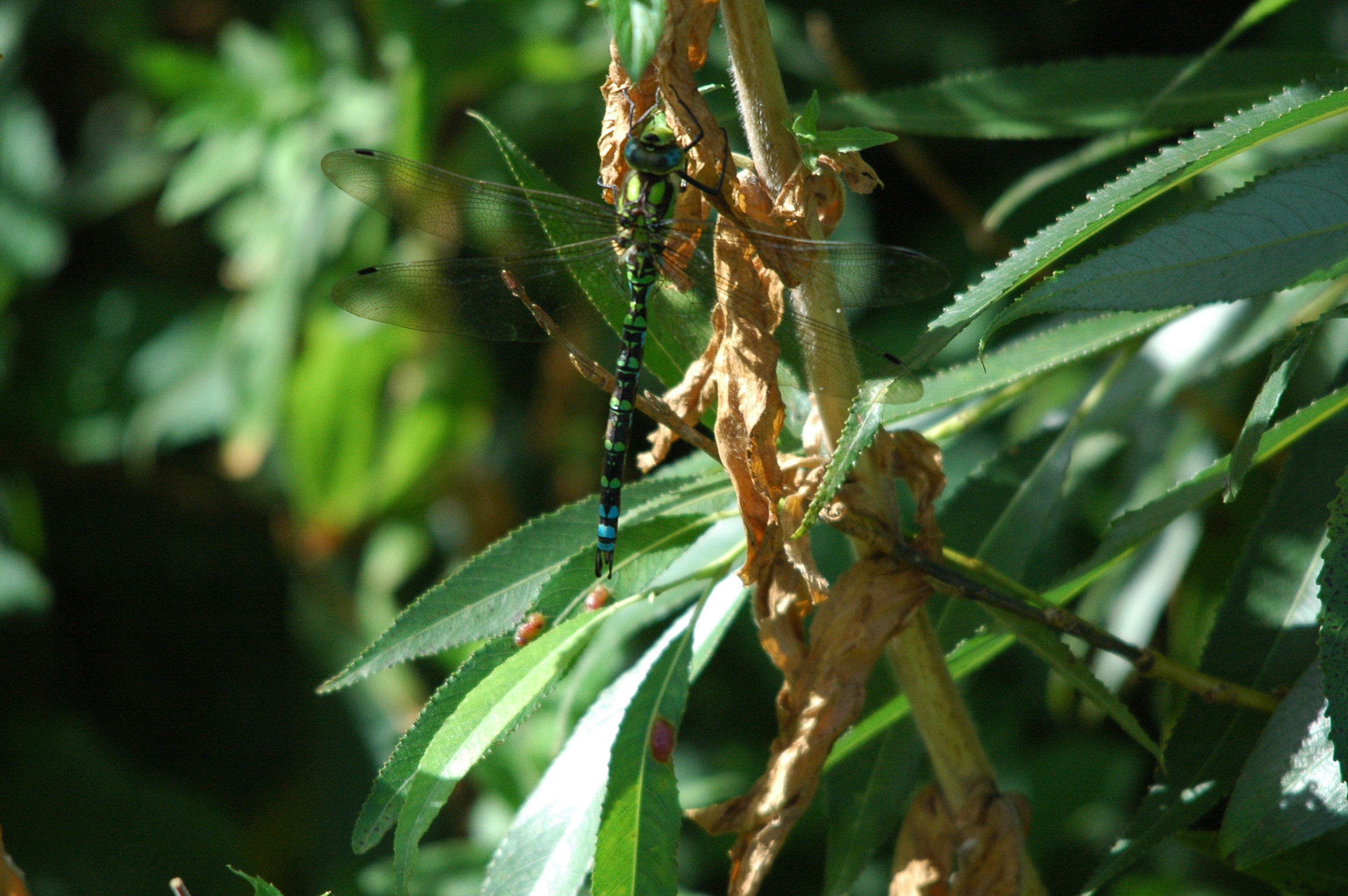 photos/wildlife/Invertebrate_Species/Dragonflies/Southern_Hawker/dsc_3189.jpg