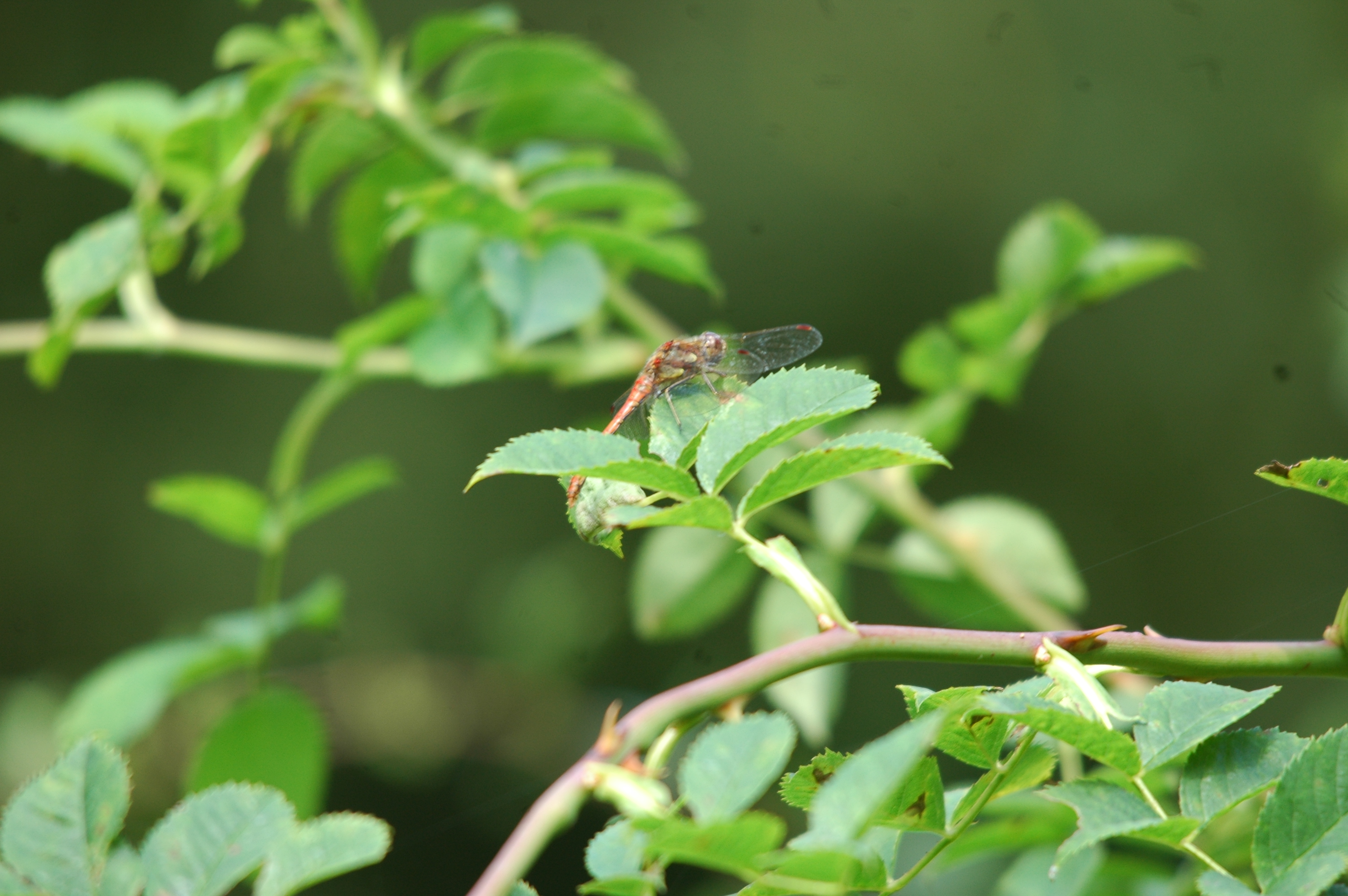 photos/wildlife/Invertebrate_Species/Dragonflies/dsc_2363.jpg