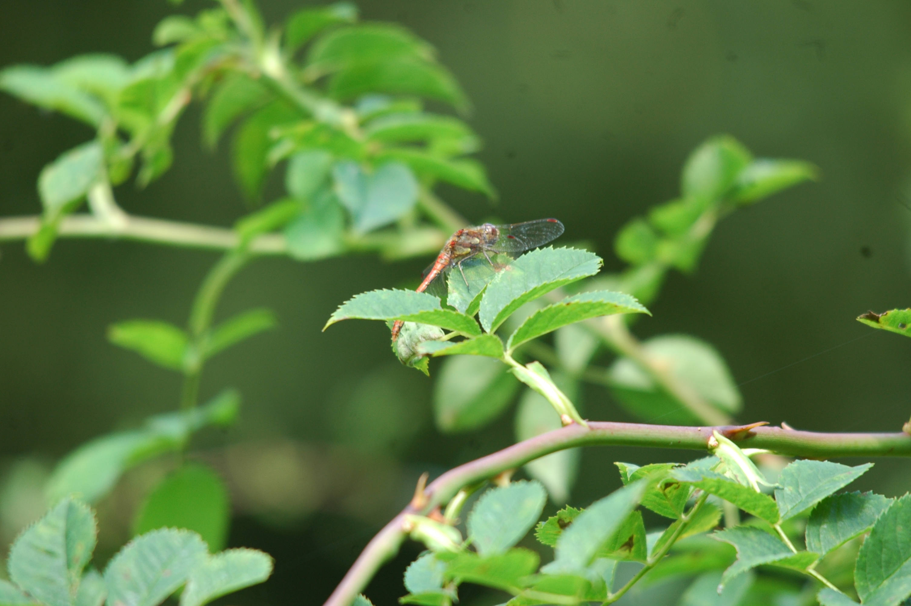 photos/wildlife/Invertebrate_Species/Dragonflies/dsc_2364.jpg
