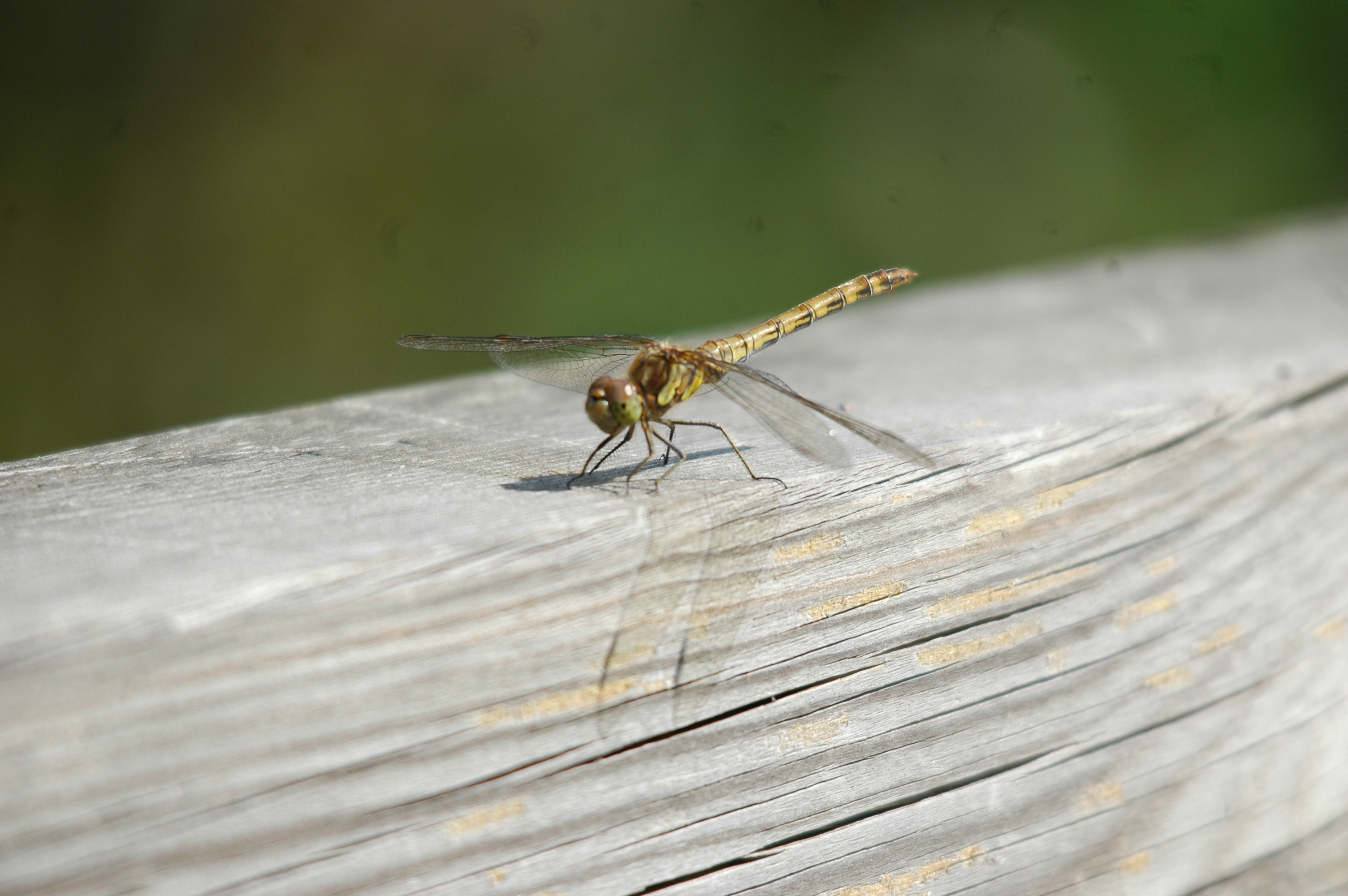 photos/wildlife/Invertebrate_Species/Dragonflies/dsc_2371.jpg