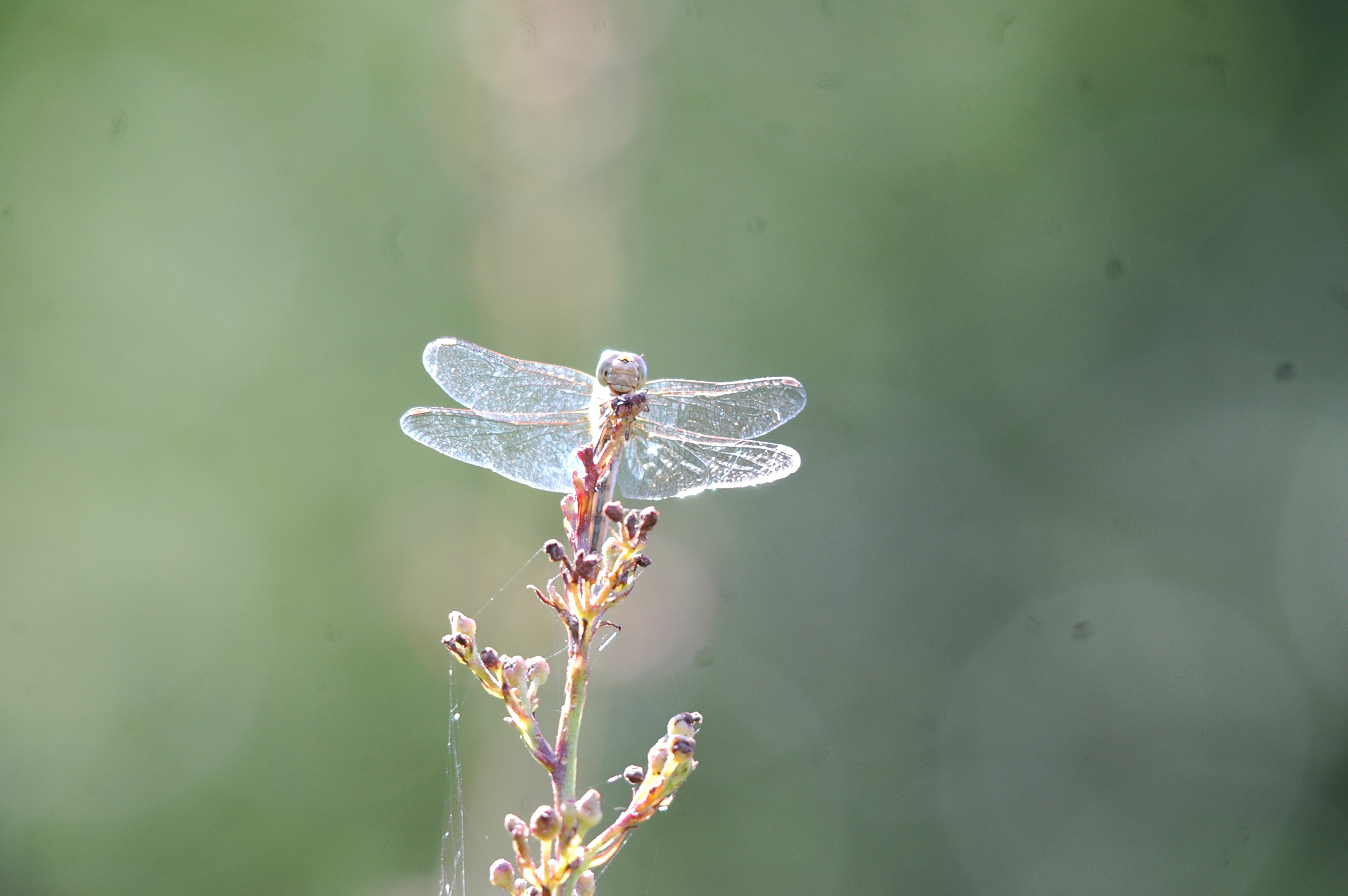 photos/wildlife/Invertebrate_Species/Dragonflies/dsc_2395.jpg