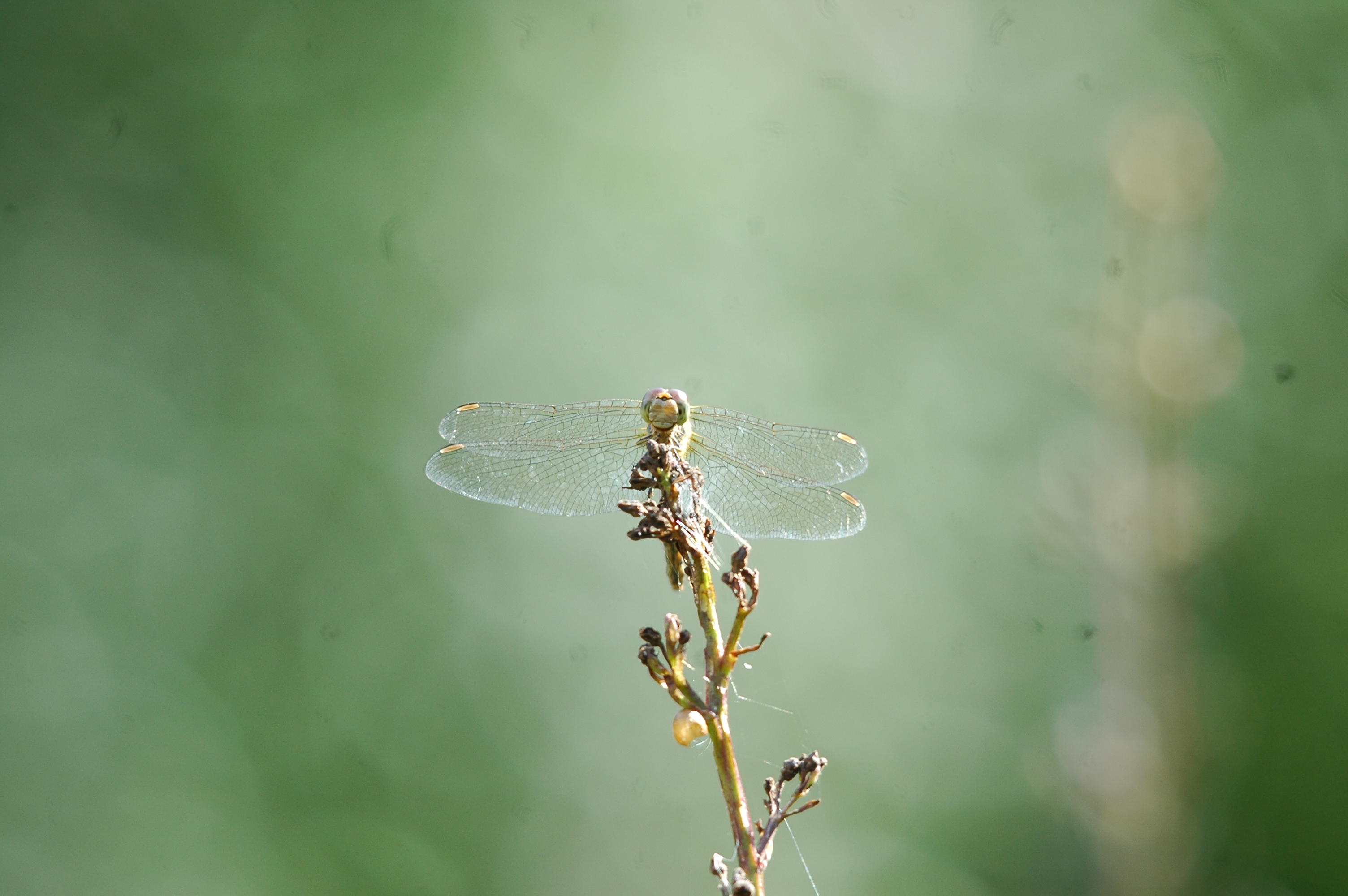 photos/wildlife/Invertebrate_Species/Dragonflies/dsc_2397.jpg