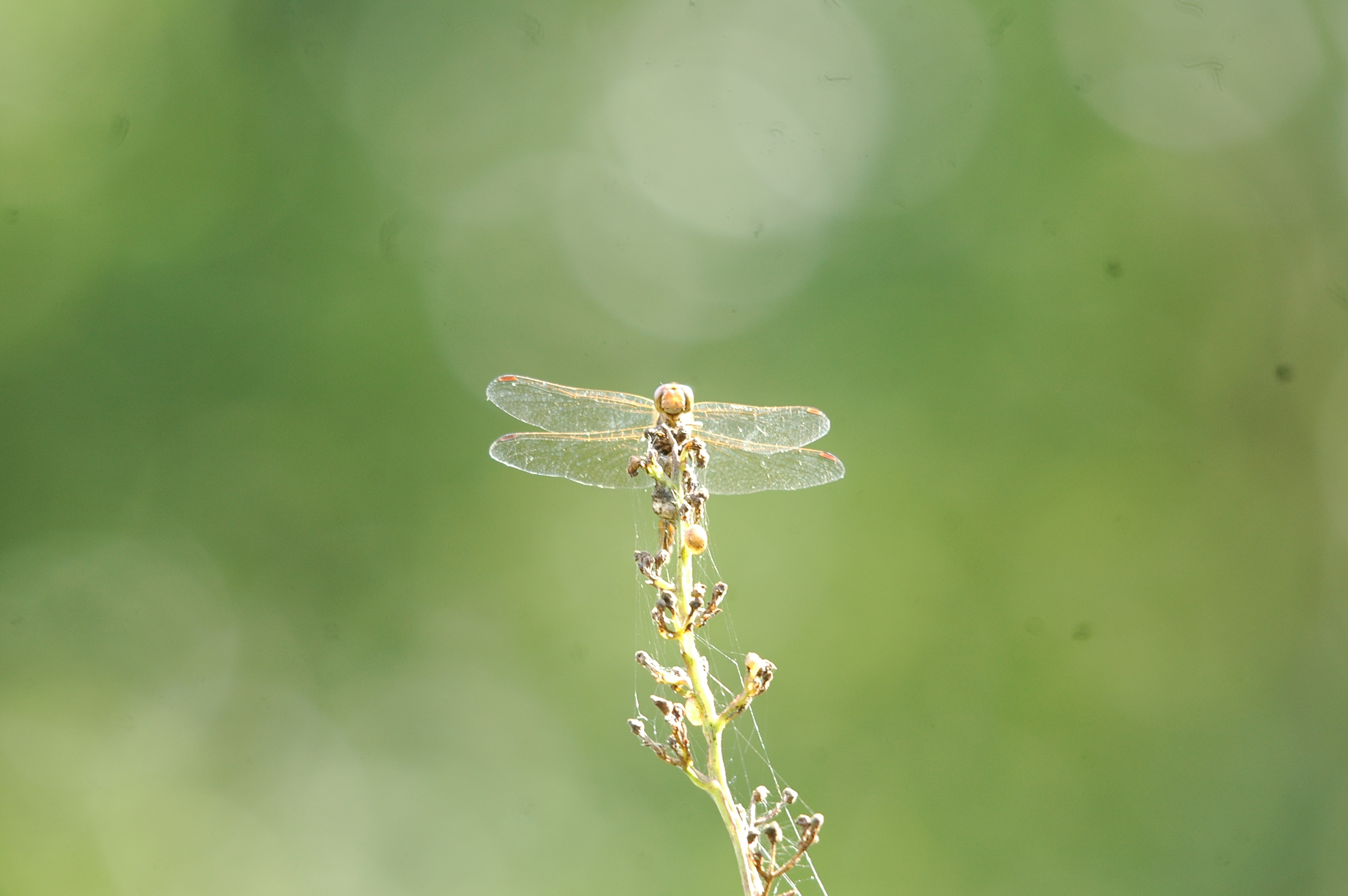 photos/wildlife/Invertebrate_Species/Dragonflies/dsc_2399.jpg