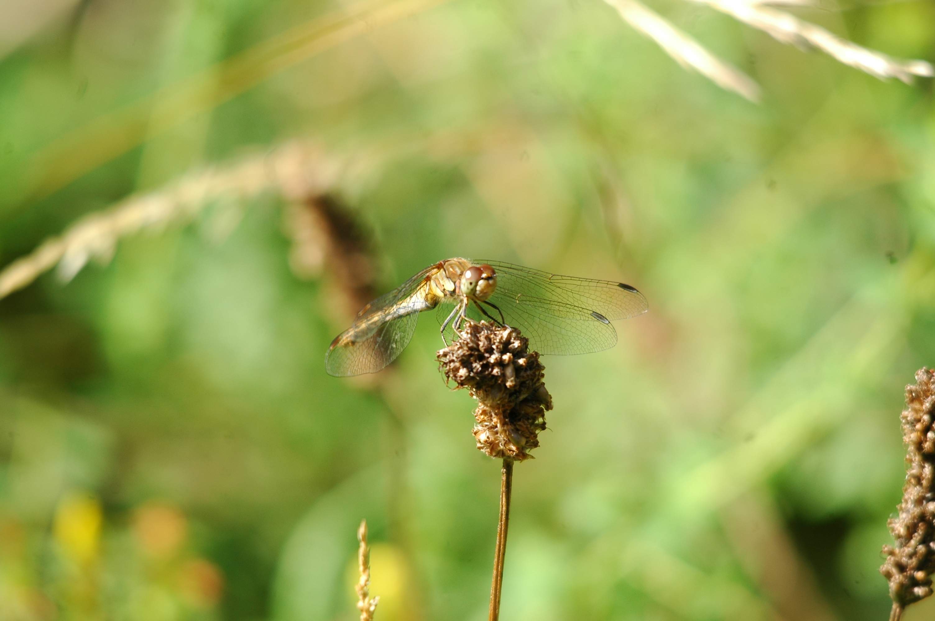 photos/wildlife/Invertebrate_Species/Dragonflies/dsc_2416.jpg