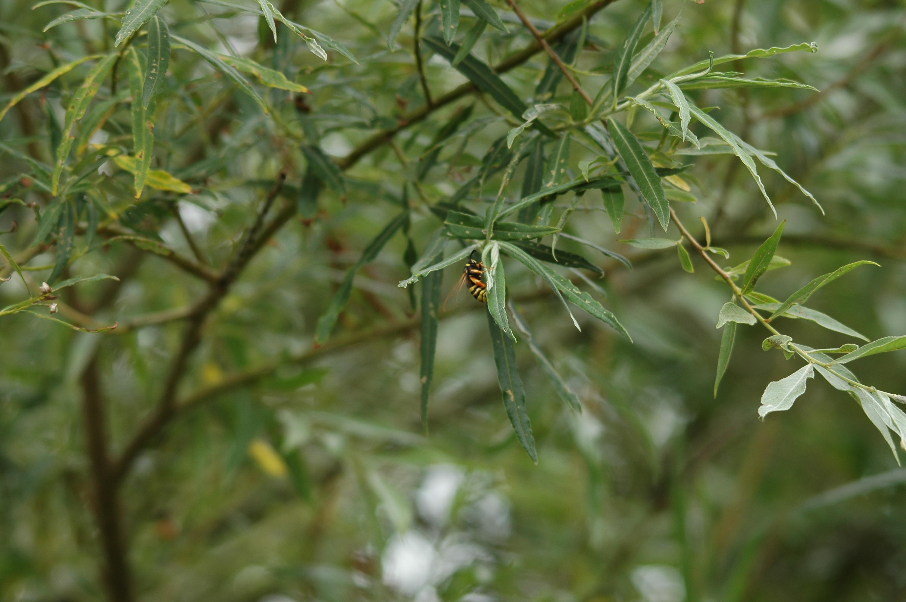 photos/wildlife/Invertebrate_Species/Hornet/DSC_6650.JPG
