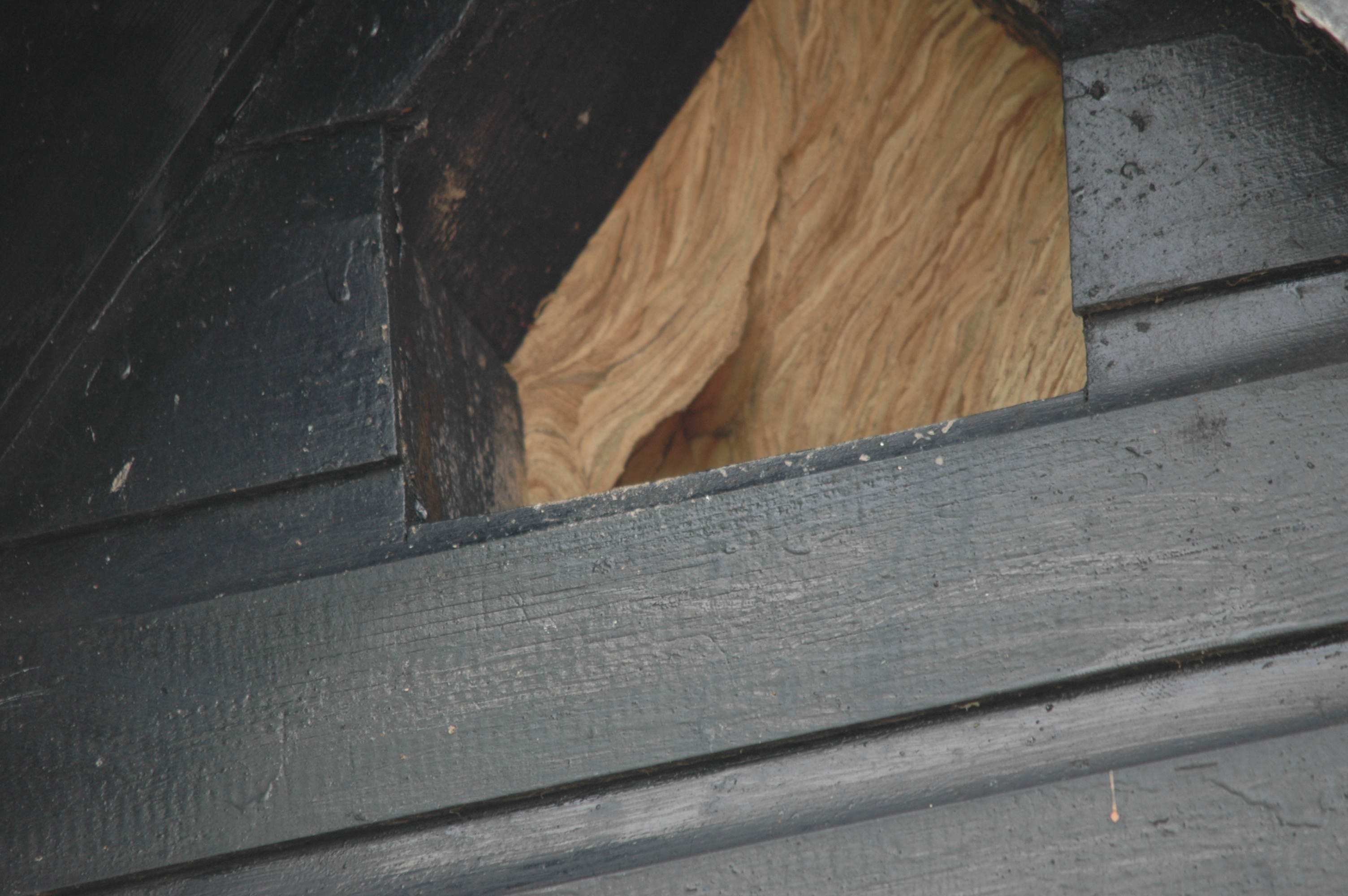 photos/wildlife/Invertebrate_Species/Hornet/DSC_7237.JPG