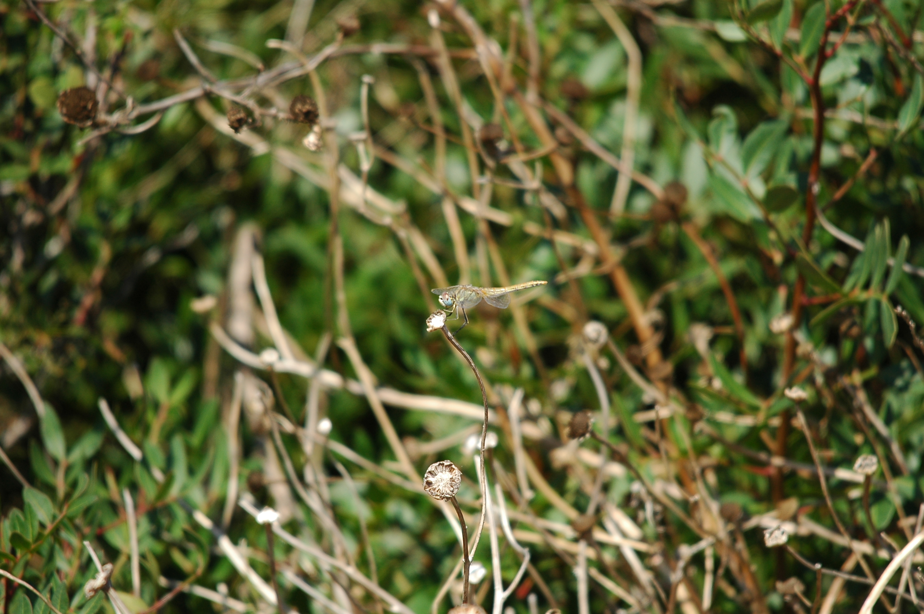 photos/wildlife/Invertebrate_Species/Spain_2009/dsc_0198.jpg