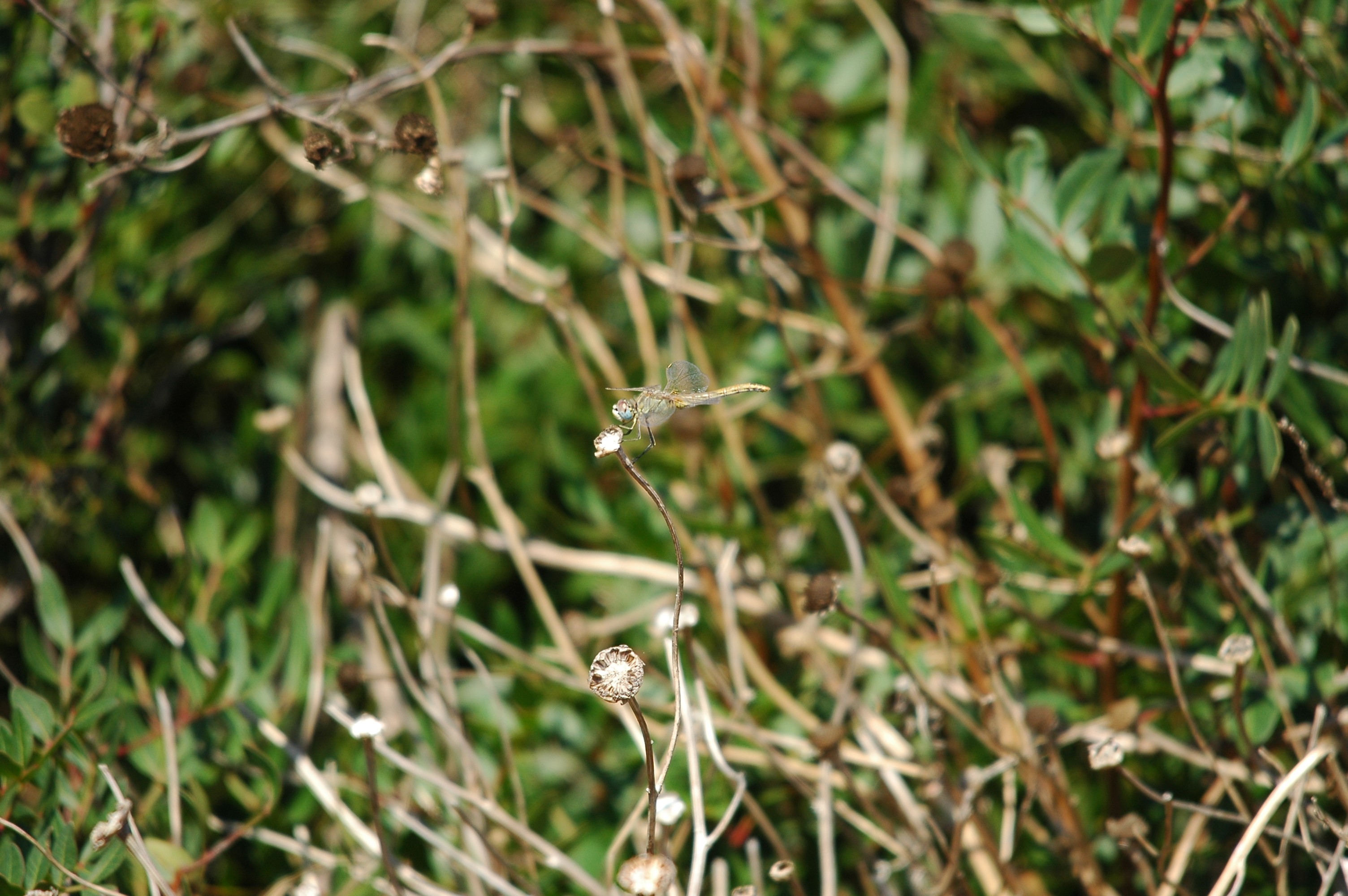 photos/wildlife/Invertebrate_Species/Spain_2009/dsc_0200.jpg