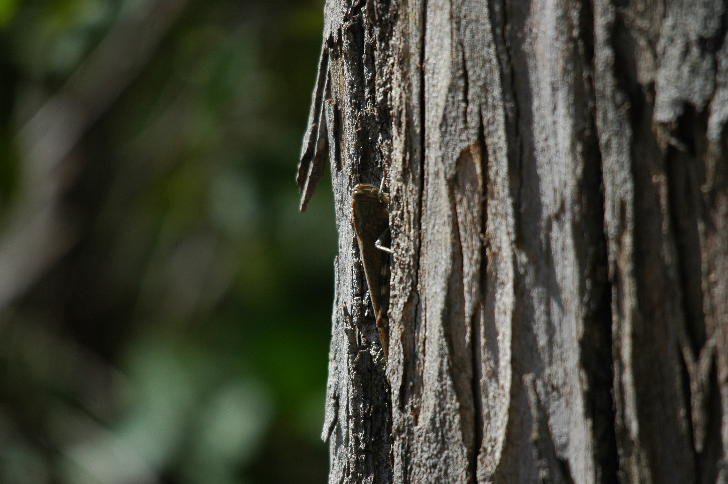 photos/wildlife/Invertebrate_Species/Spain_2009/dsc_0333.jpg