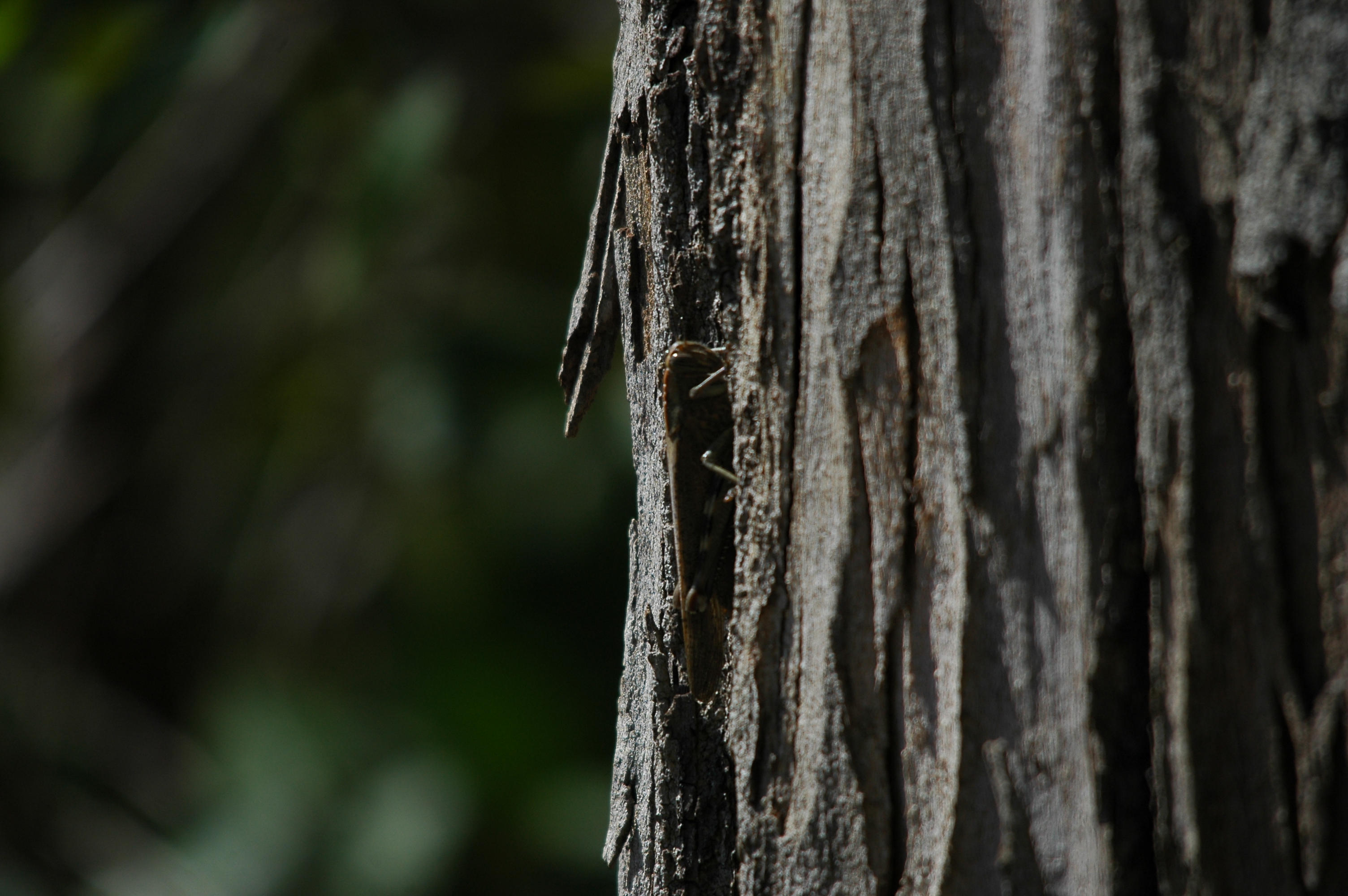 photos/wildlife/Invertebrate_Species/Spain_2009/dsc_0335.jpg
