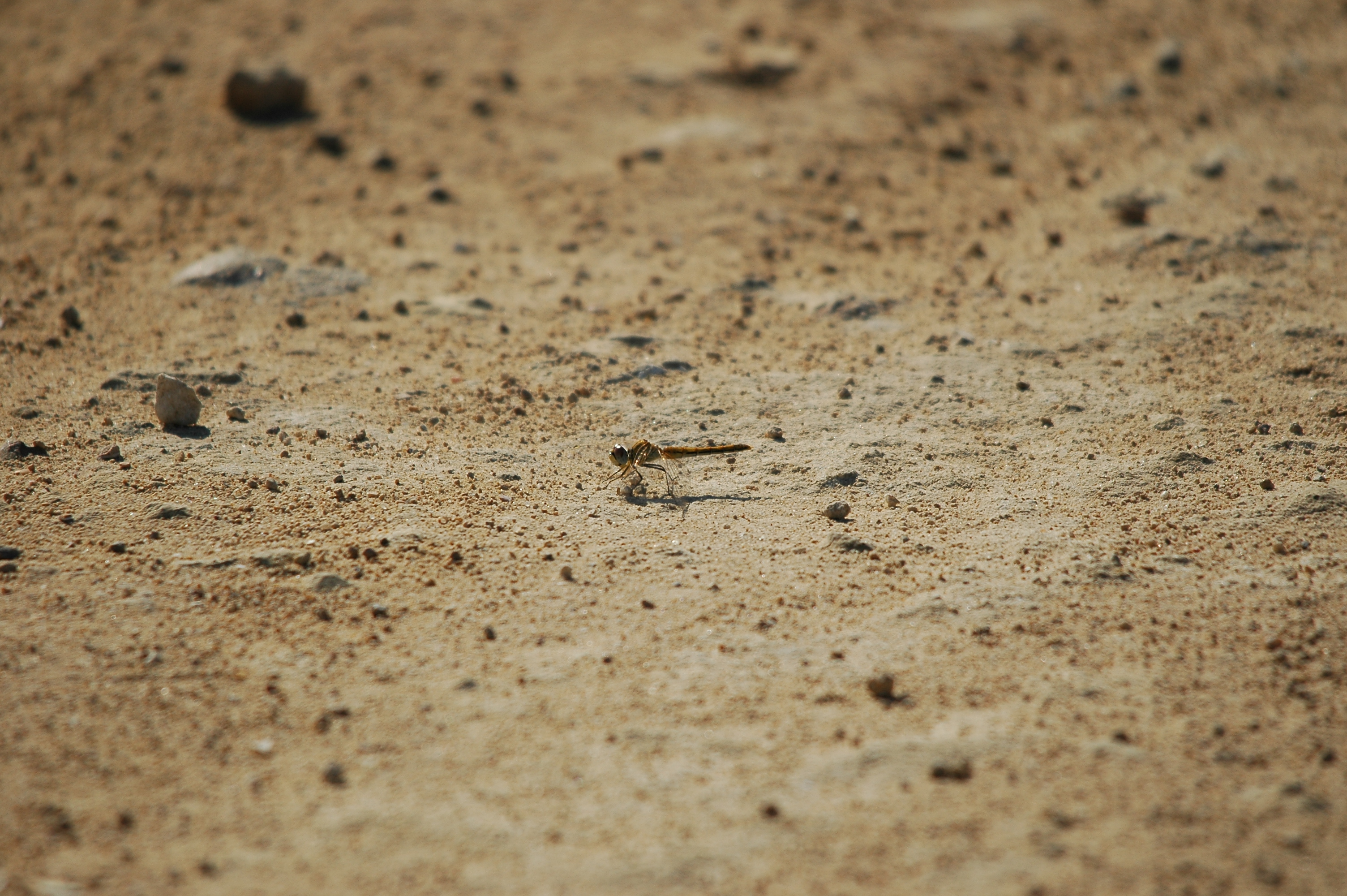 photos/wildlife/Invertebrate_Species/Spain_2009/dsc_0680.jpg